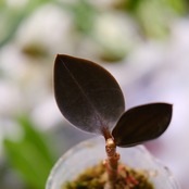 Ludisia discolor var. nigrescens / ルディシア ディスカラー ニグレスセンス⑤ / 観葉植物