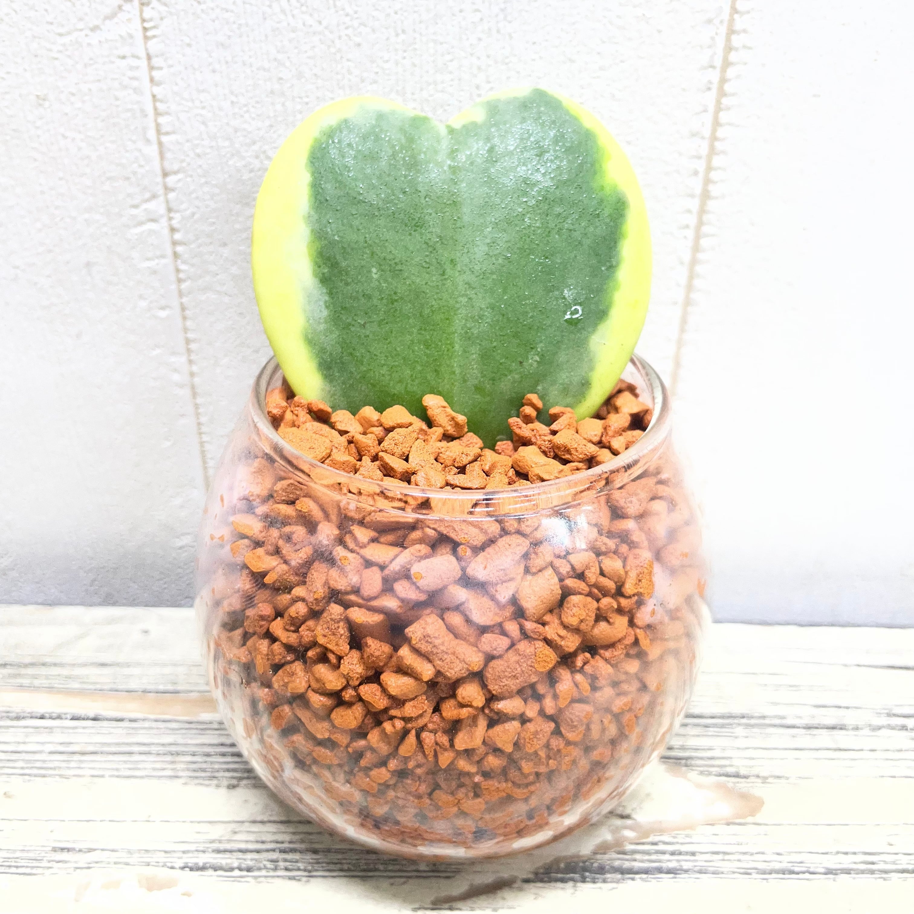 PLANTS SHOP OLIVE
