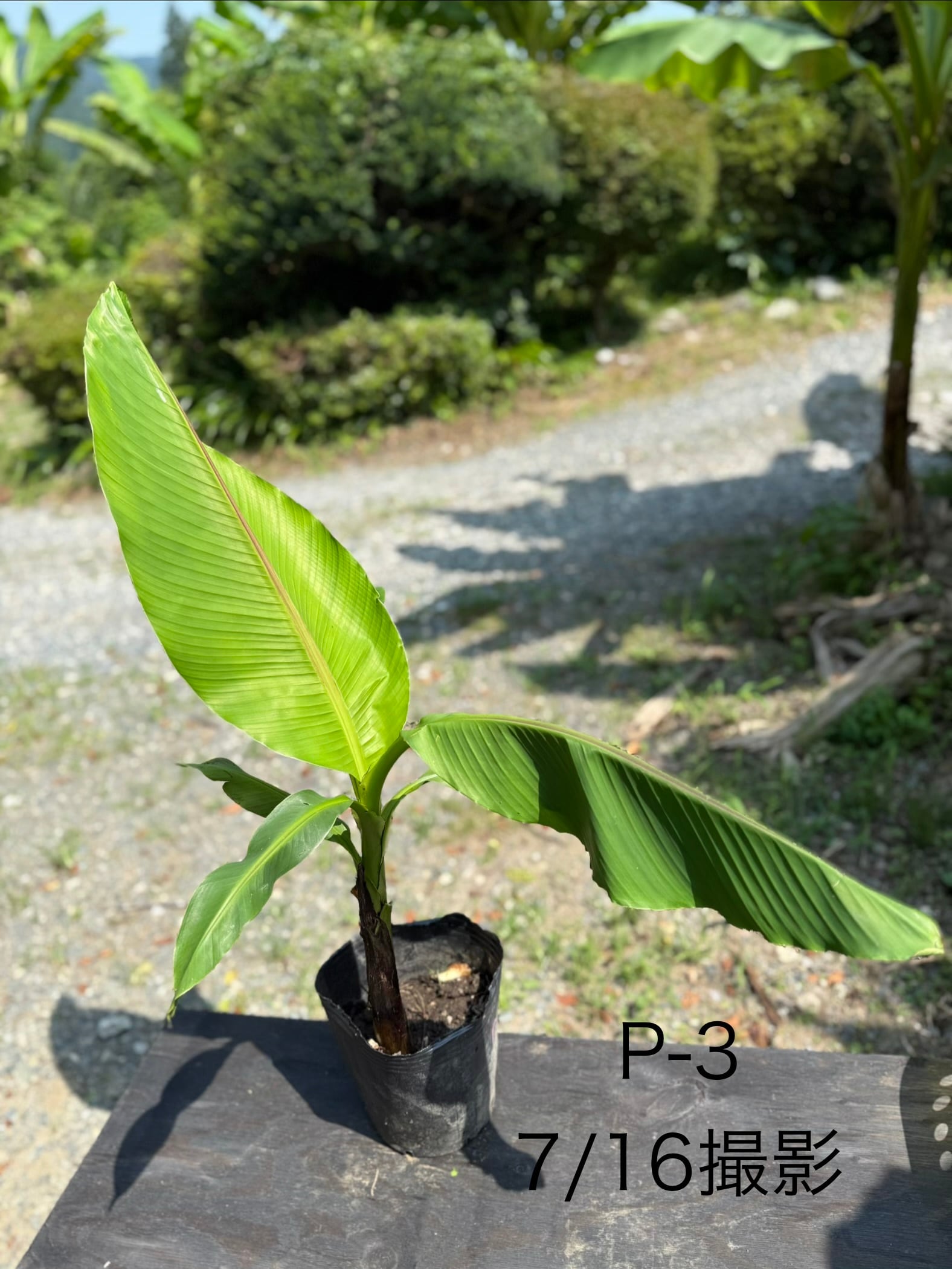 芭蕉 ジャパニーズバナナ 苗 A-9【鉢底から計測】 約80cm前後 | BurnsGREEN