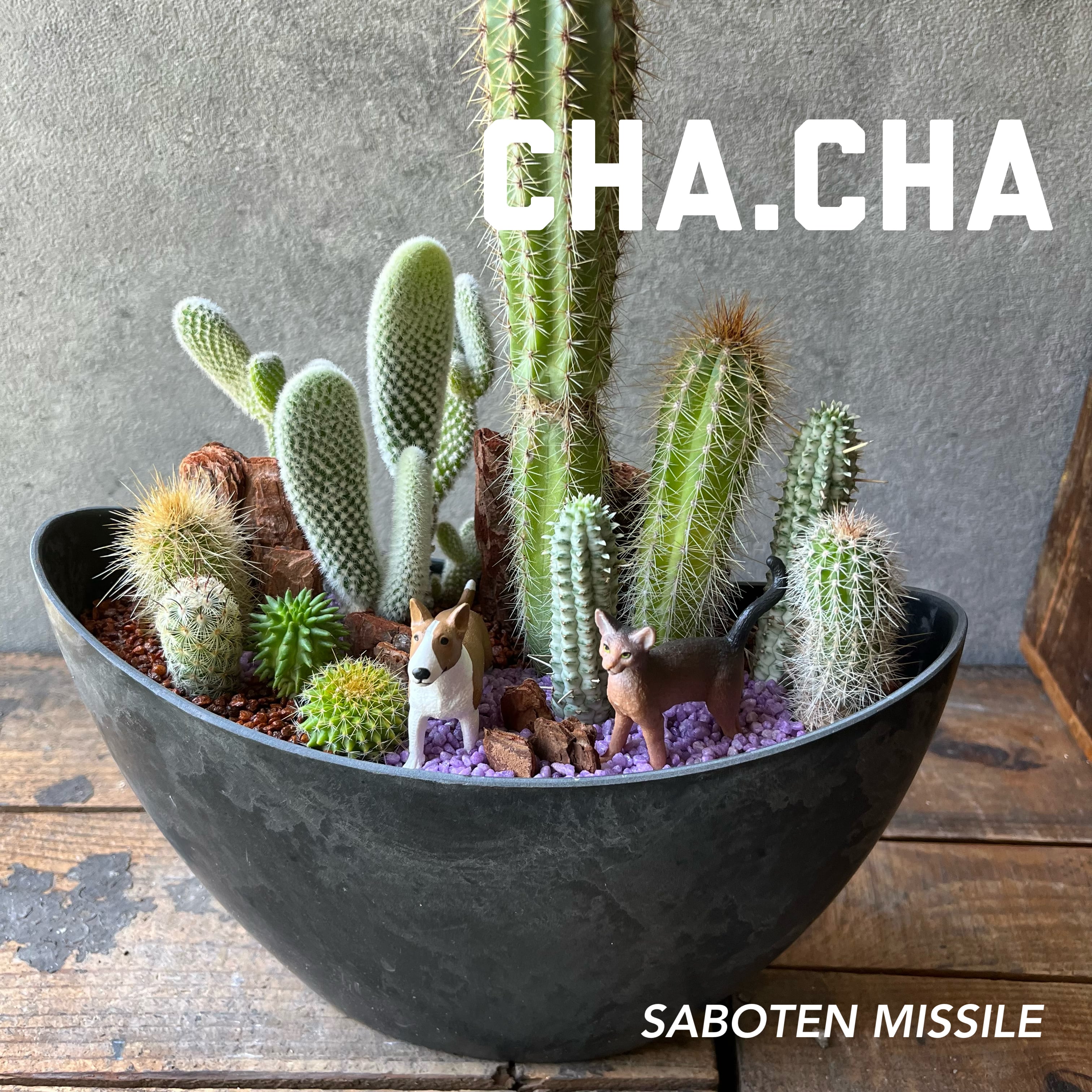 AS785珍奇植物 塊根植物 オトンナインターメディアOthonna intermedia 8株