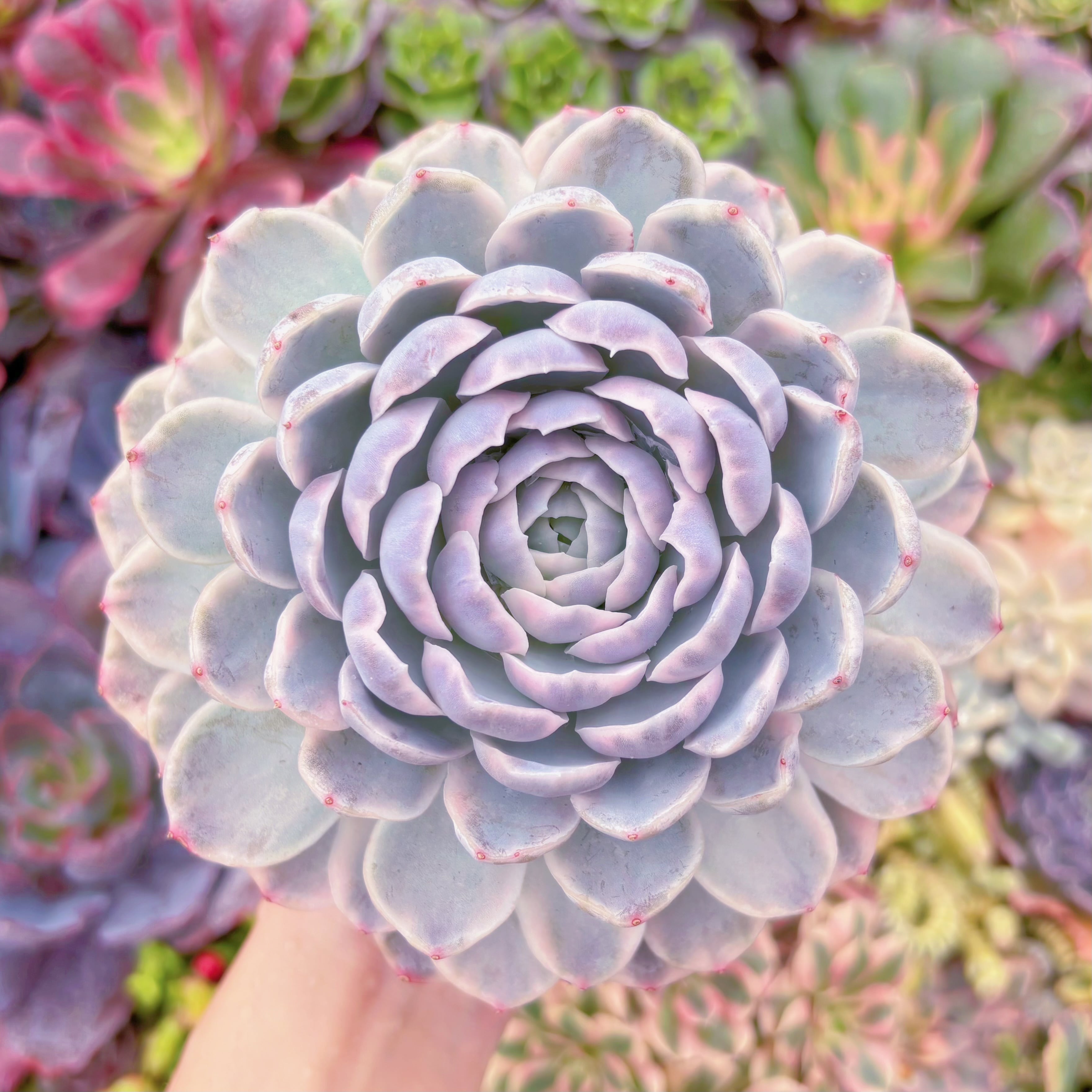 現品　スノーボール錦#B66　大苗　在庫僅少　新入荷　るる農園