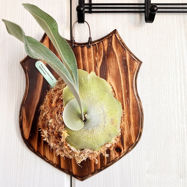 ビカクシダ ネザーランド 板付 【観葉植物 室内 コウモリラン】