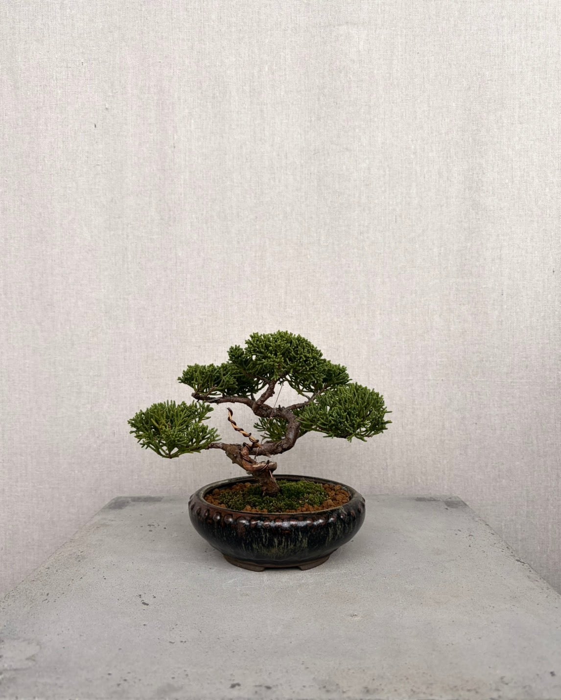 MOKU BONSAI