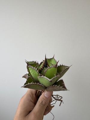 【新着】Agave titanota 【唯一無二の国産実生苗】アガベ チタノタ