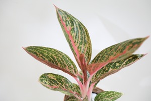【S】【希少】アグラオネマ ピンクレガシー/Aglaonema ※陶器鉢カバー付き