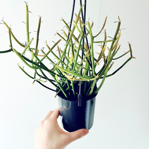 ミルクブッシュ 観葉植物 calm cafe