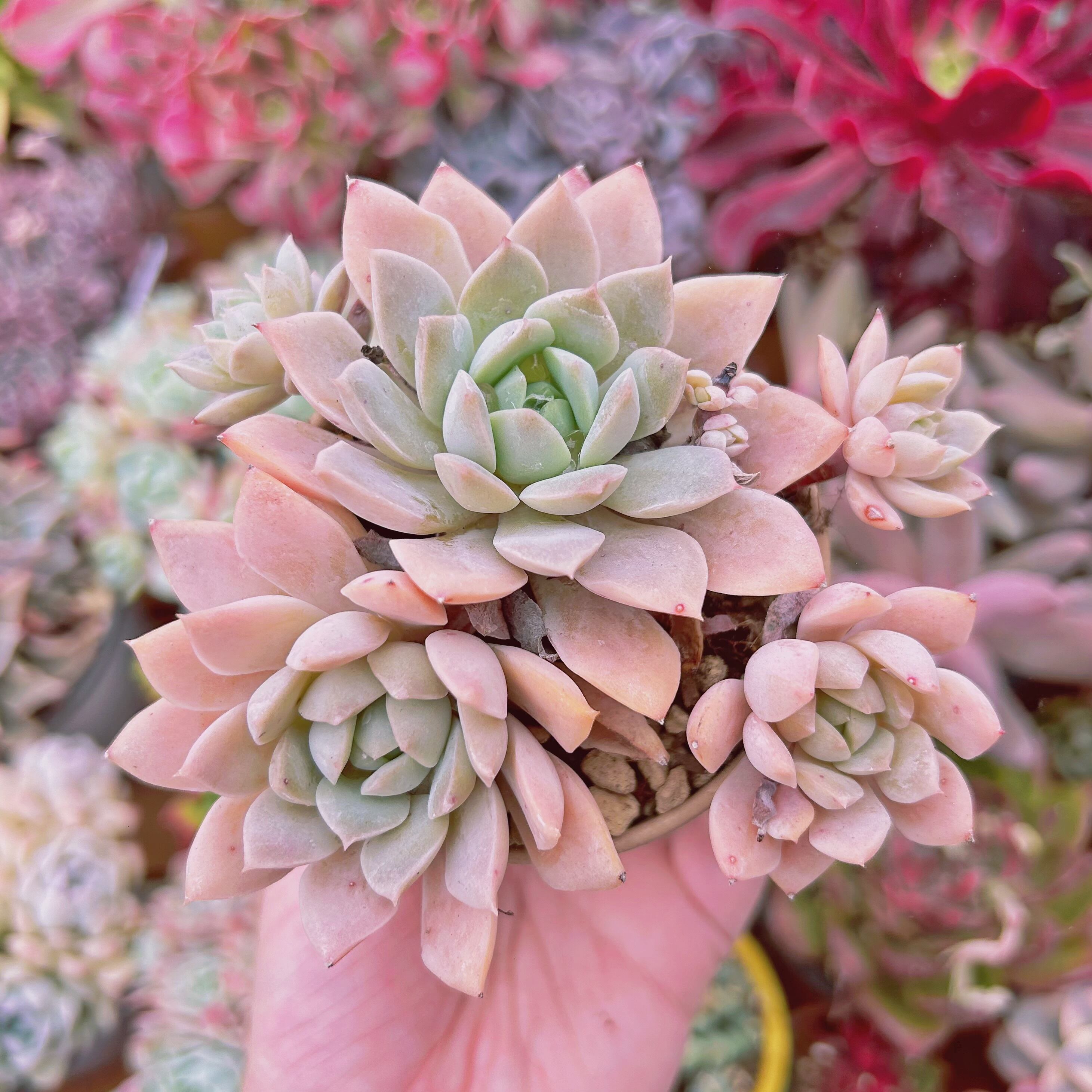 #567現物　多肉植物　新品種　トリュフ　大群生　抜き苗