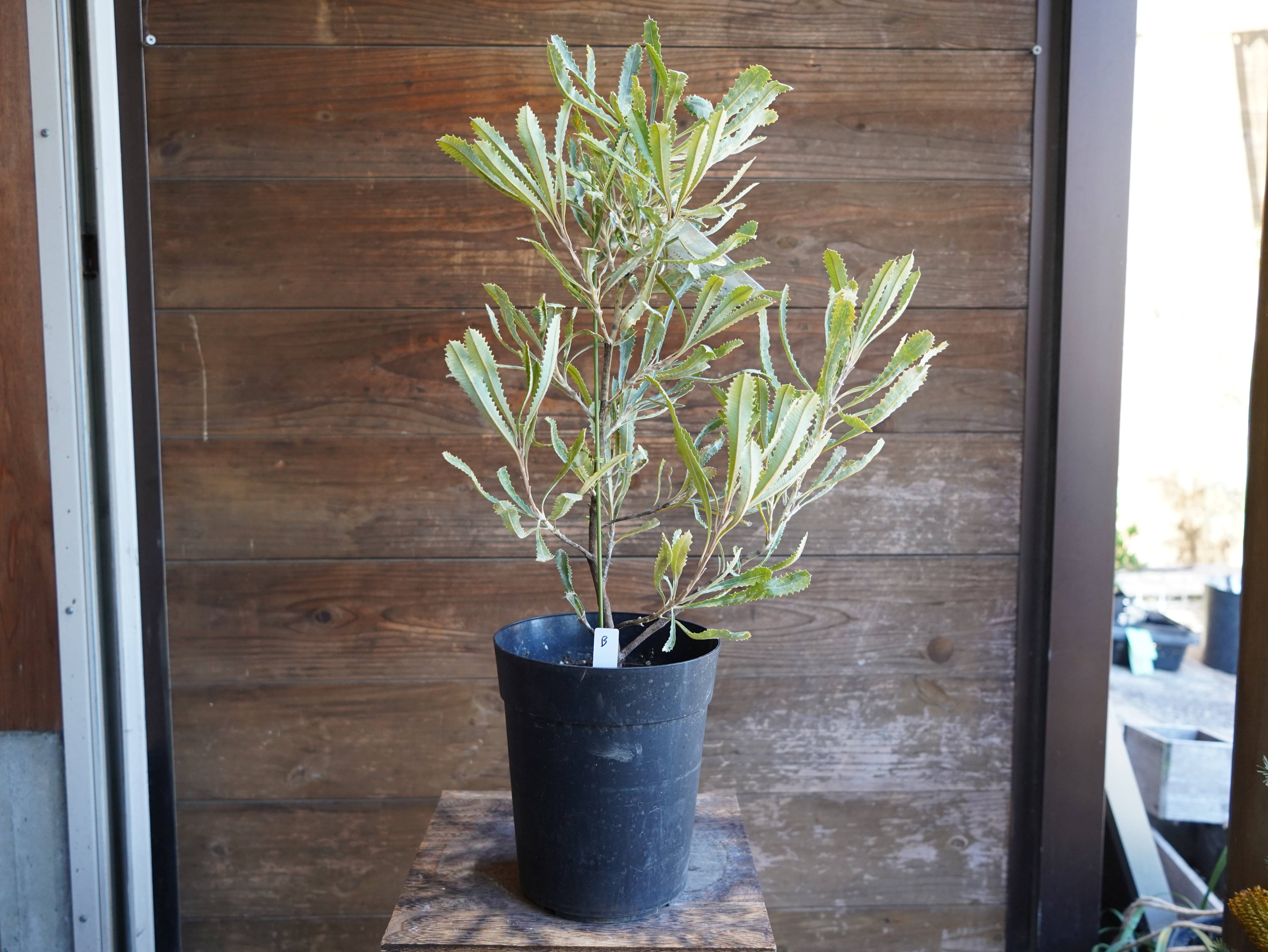 【現物】バンクシア　”バウエリ”　B