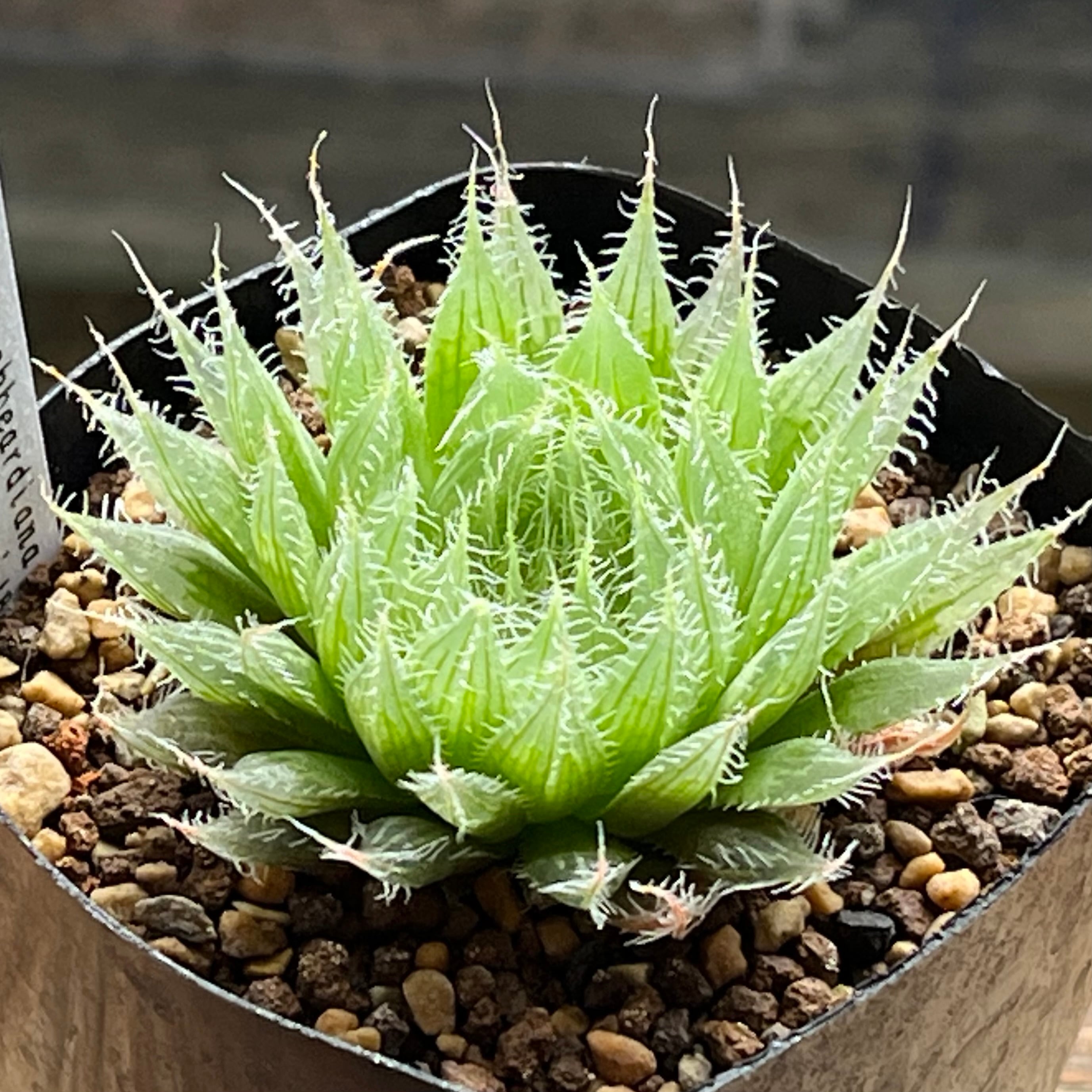 原種 | mocono_plants