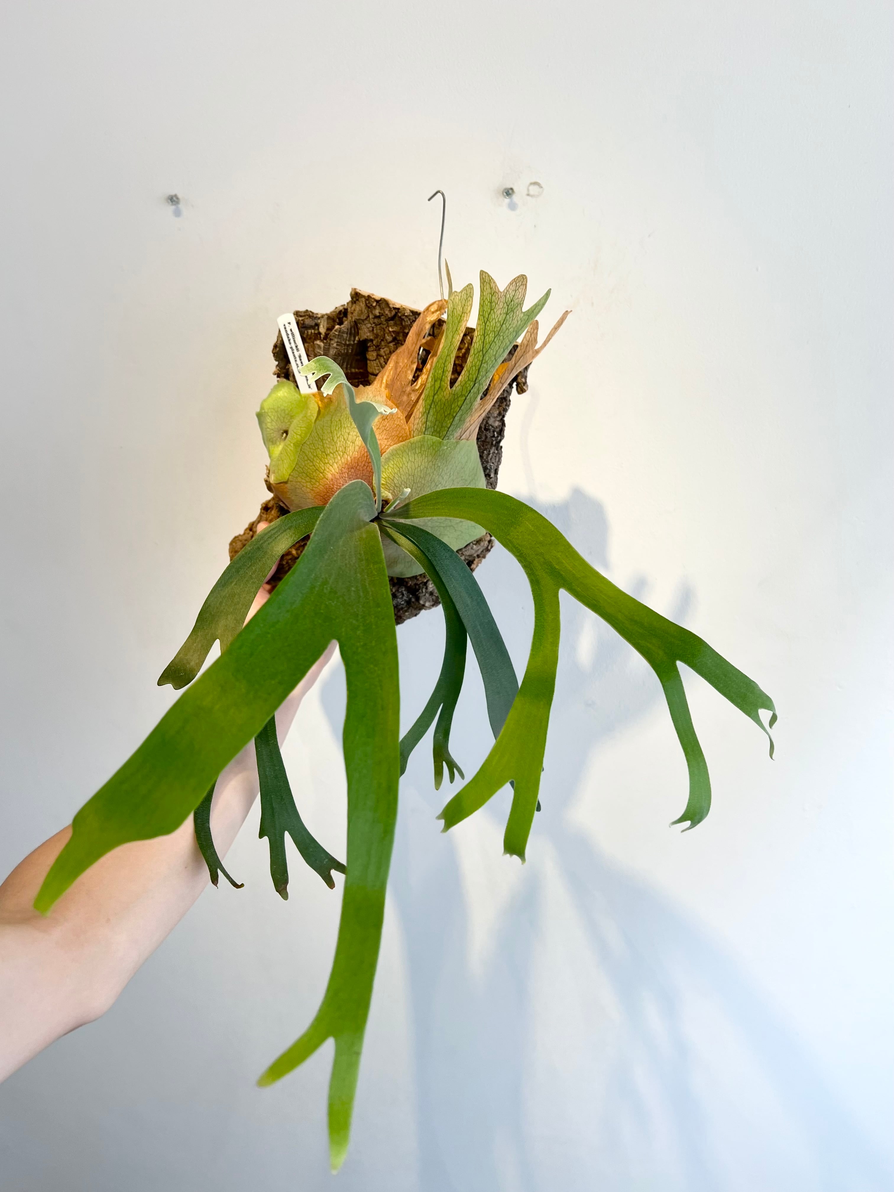 ビカクシダ ウィリンキー 