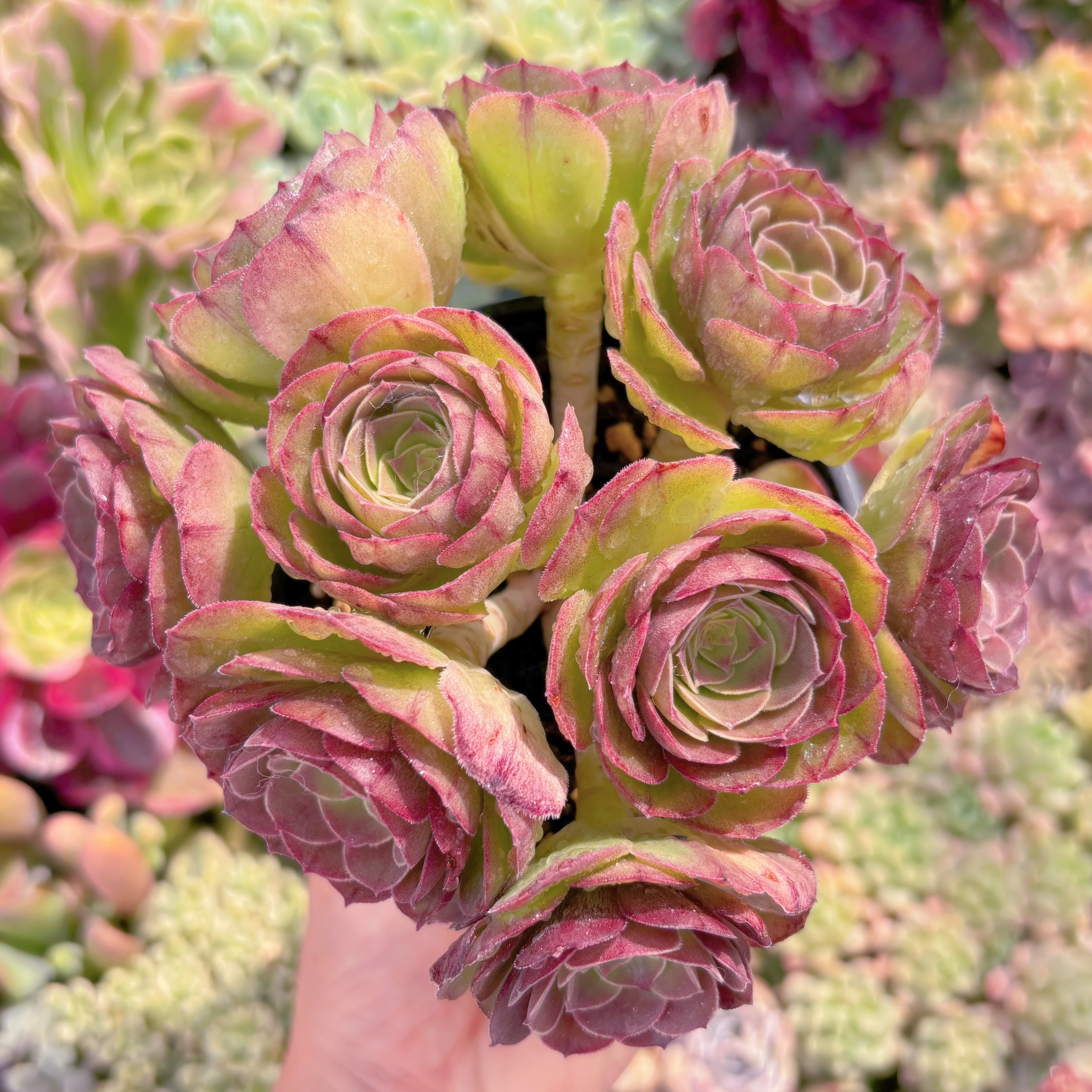 現品　ハロウィン#661　群生　新入荷　るる農園