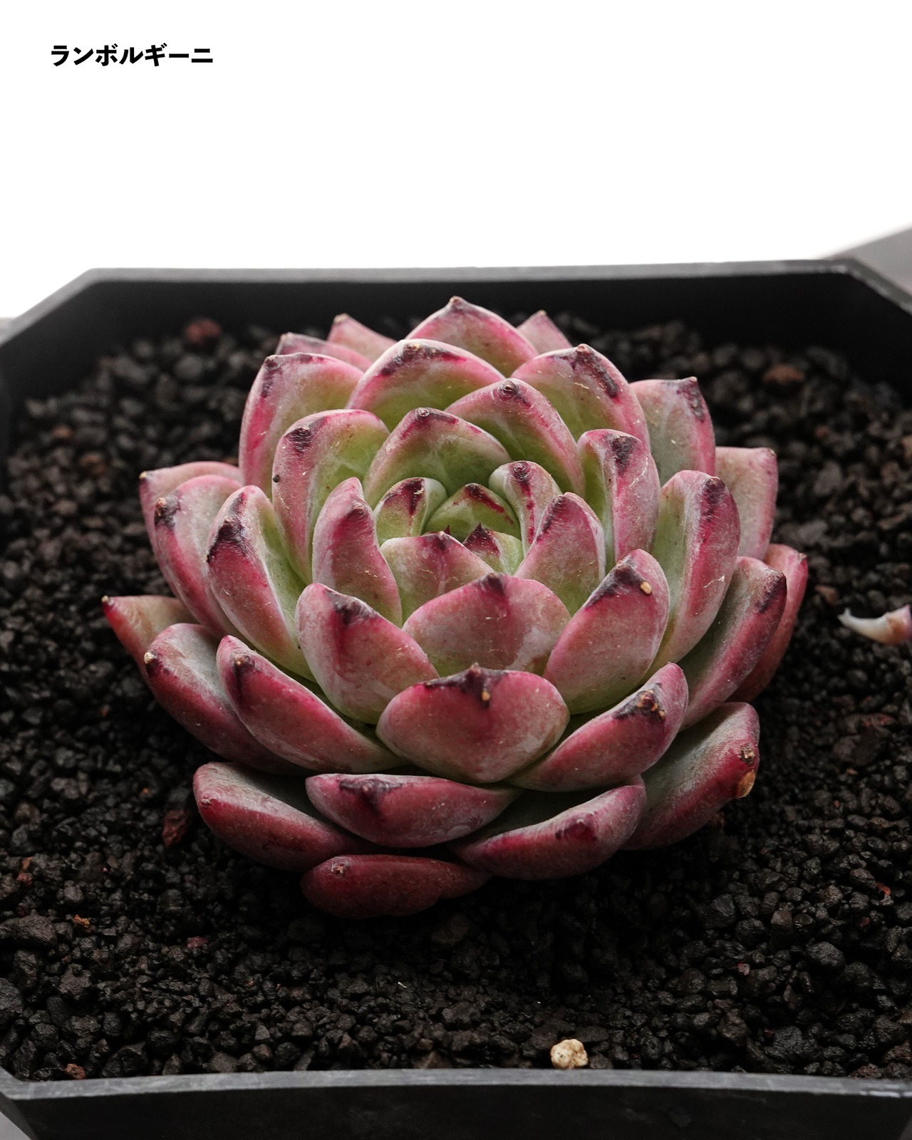 【日本初上陸 新ダーク系 4種セット】ランボルギーニ／玄霜／フェレロローズ 他