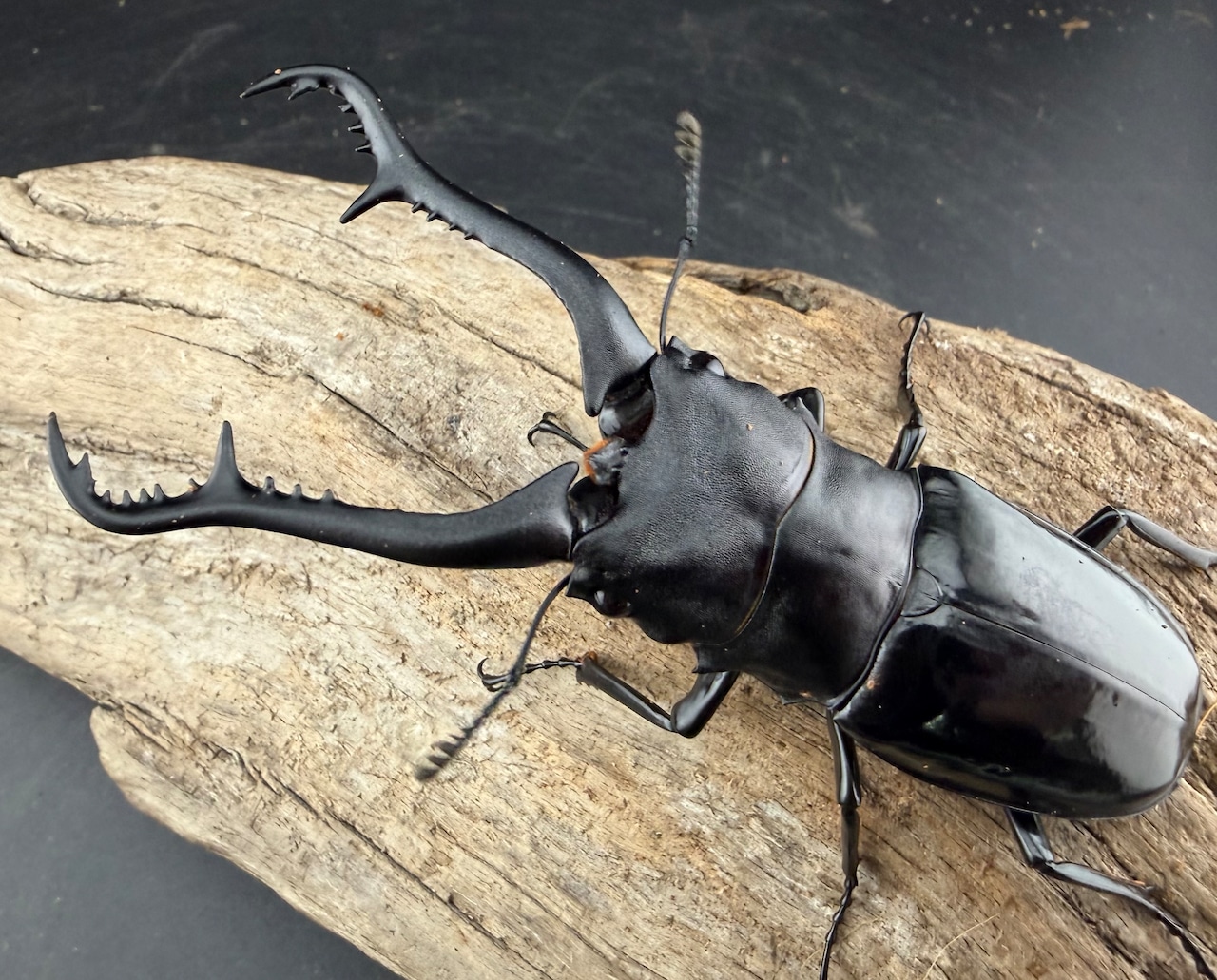 【WD】《 ギラファノコギリ亜種マキタイ カシブ島産 93.5mm ペア》