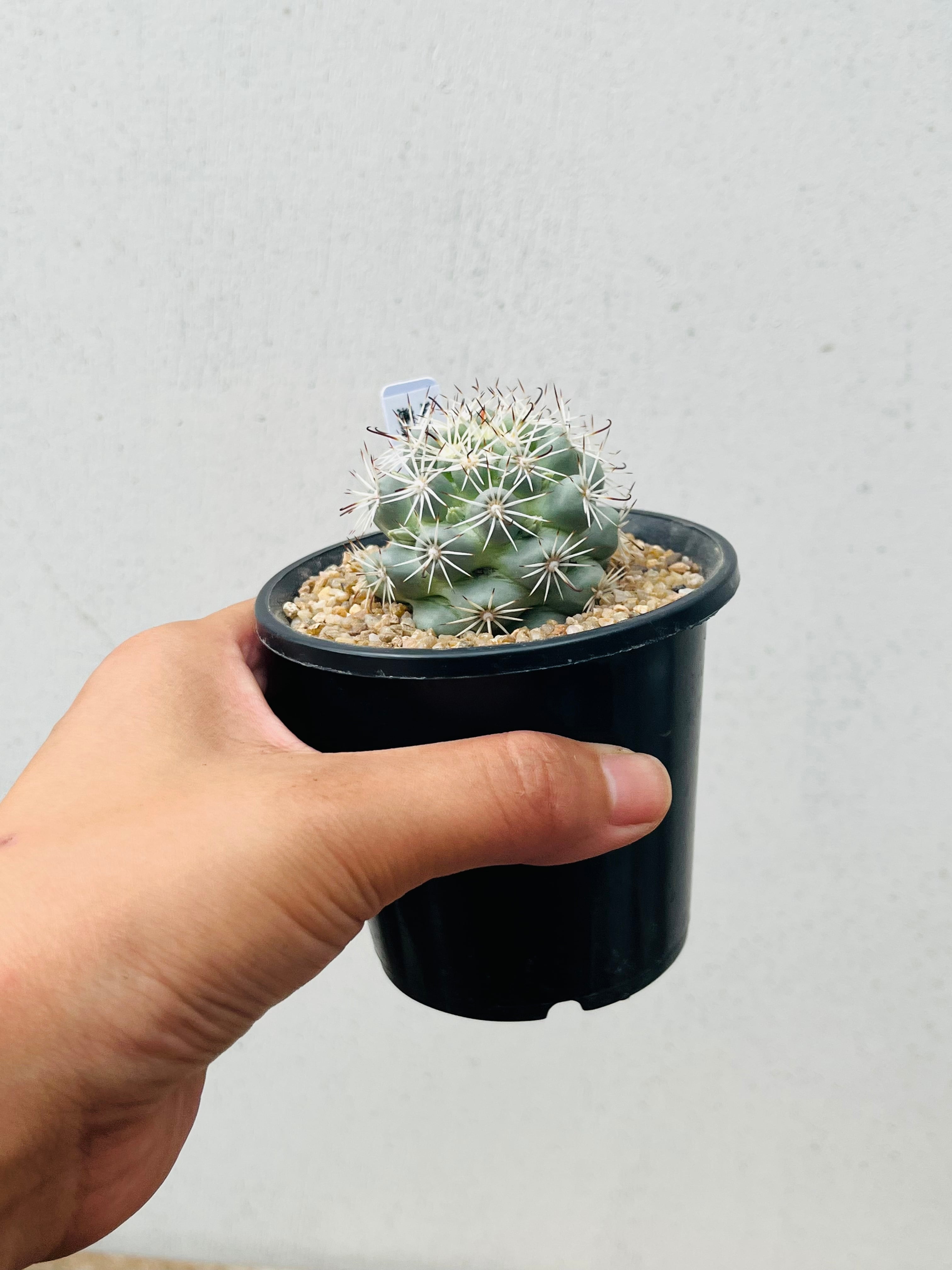 Mammillaria Schumannii マミラリア 蓬莱宮 サボテン | plants MARU