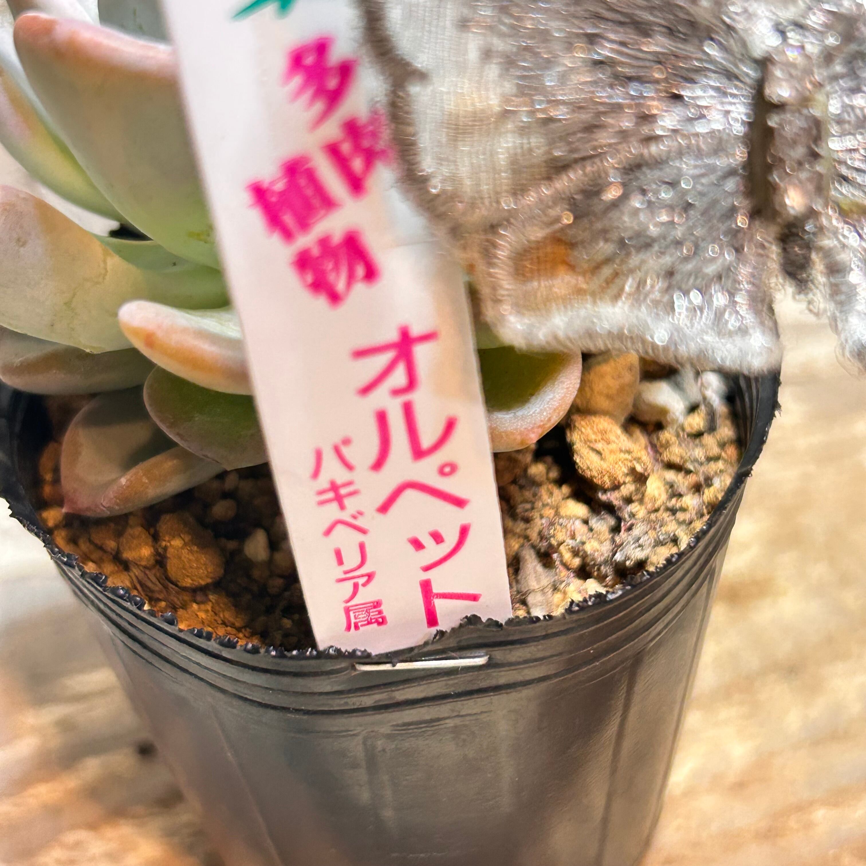 オルペット | RuPo 多肉植物専門店