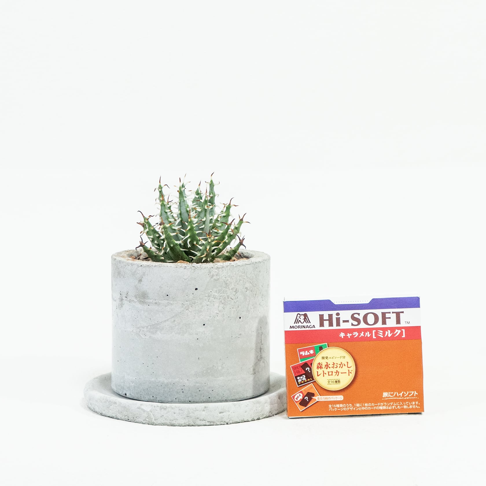 アロエ・メラナカンサ|鋭いトゲと立体感のある葉姿が美しい小型多肉植物【モダンな手づくりモルタル鉢で仕立てた一点物】