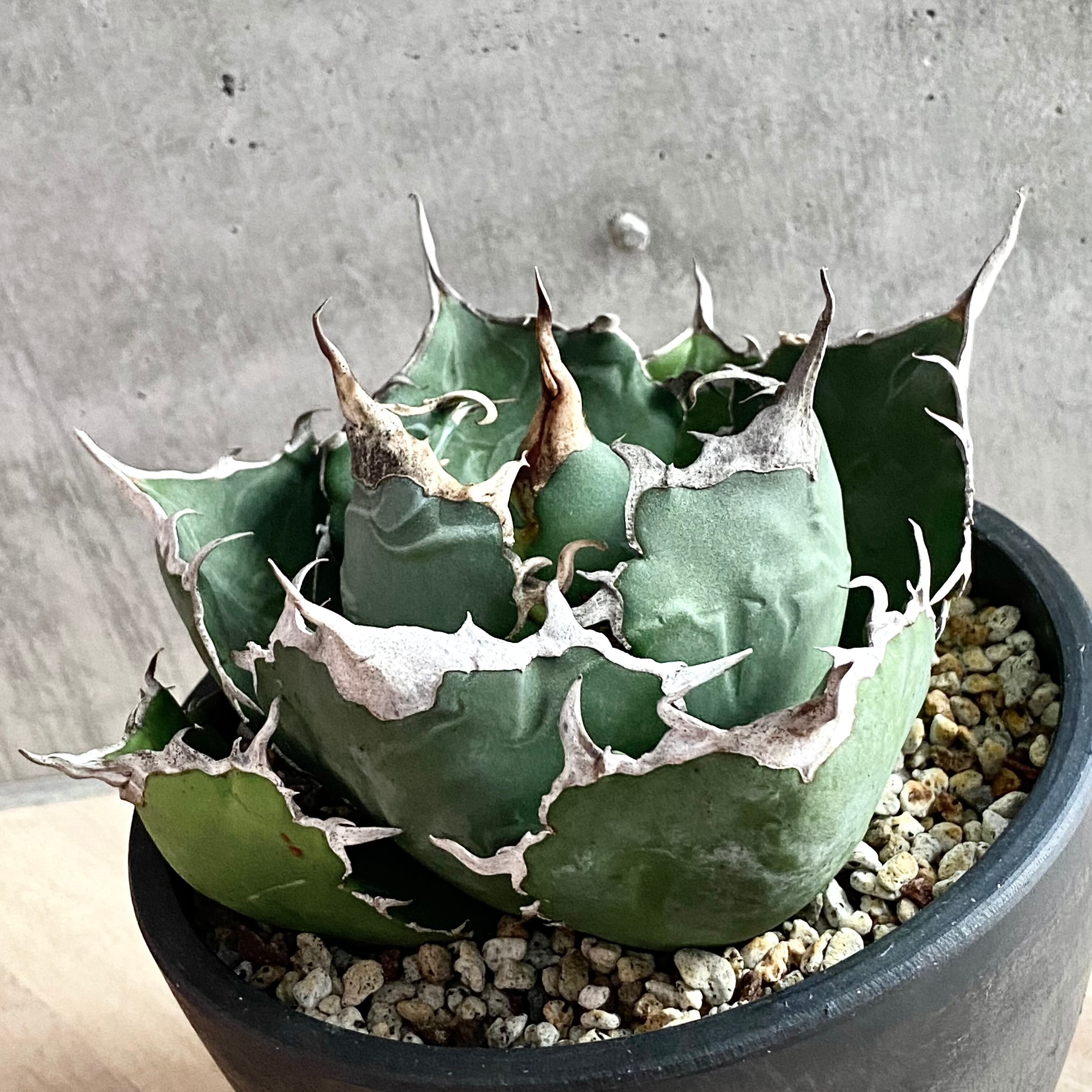 アガベ チタノタ 甲部白鯨 (Agave Titanota)