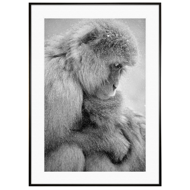 動物写真 冬のニホンザル インテリア モノクロアートポスター額装 AS2922
