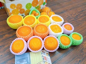 【最大84種類】#かんみ【旬の柑橘の食べくらべセットを毎月お届け】