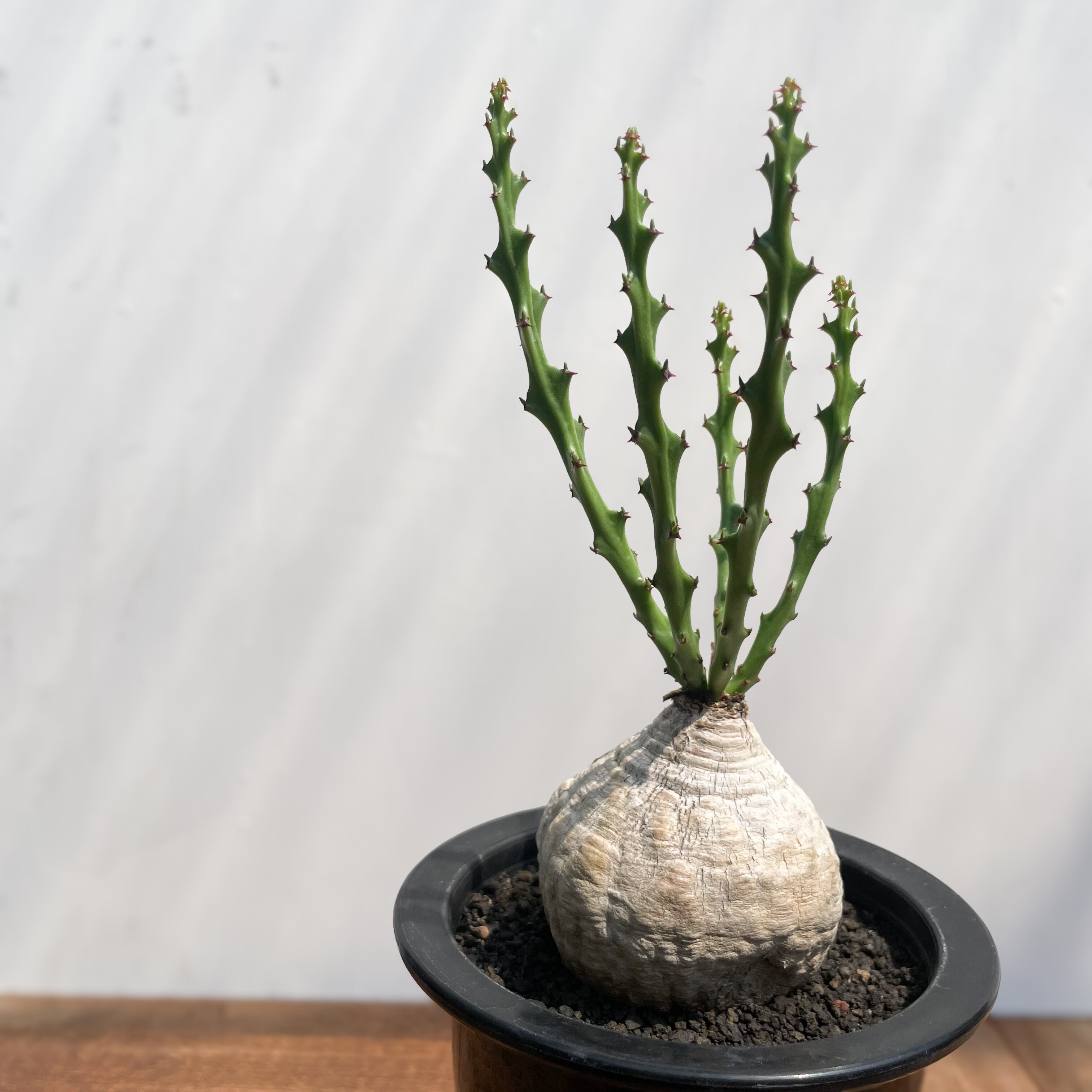 Euphorbia decidua【ユーフォルビア・デシドゥア・蓬莱島】 | RIMO'S