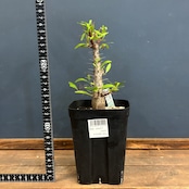 フォークイエリア プルプシー【724】