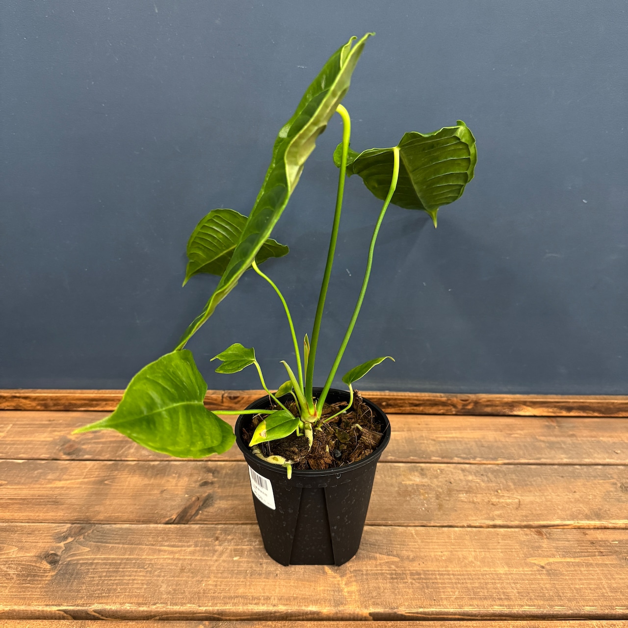 アンスリウム ベイチー【792】