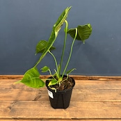 アンスリウム ベイチー【792】