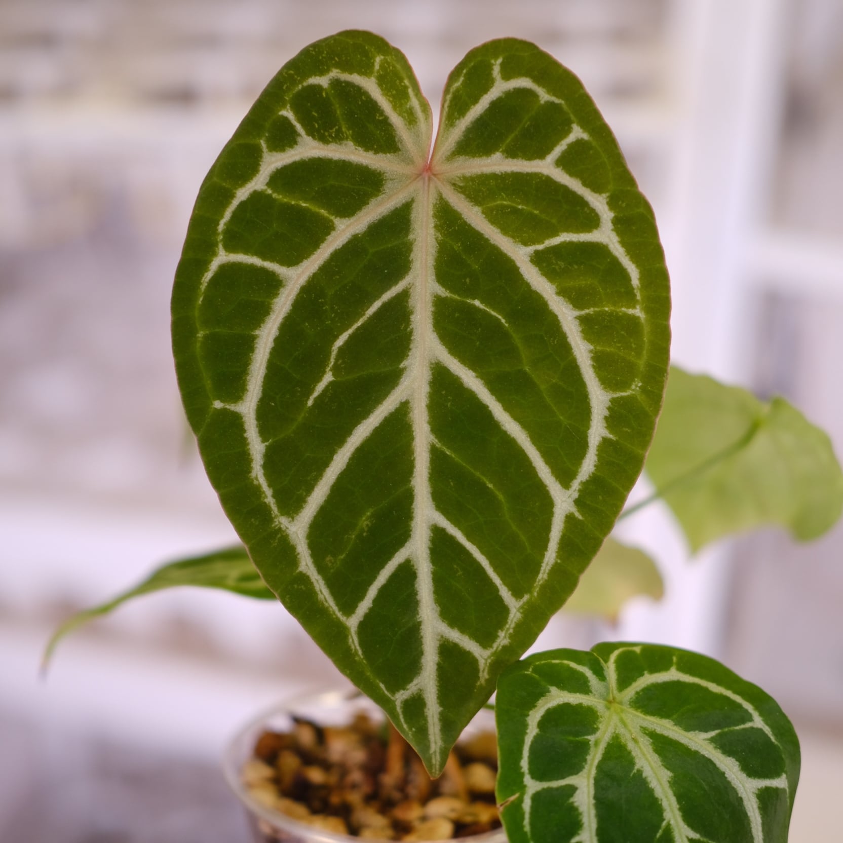 Red Crystallinum × Silver Blush│アンスリウム・レッド