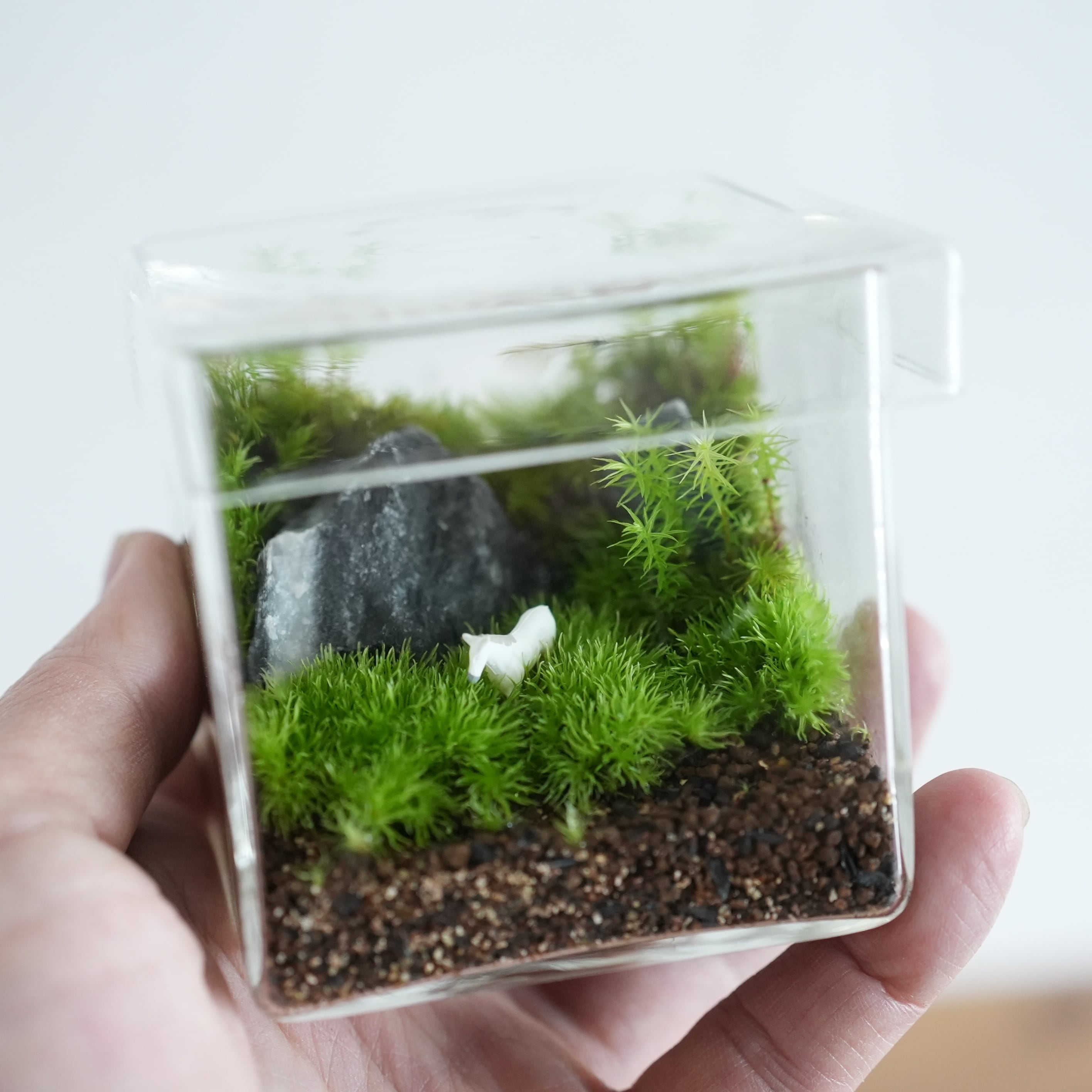 苔テラリウム 白馬の暮らす苔の森 ◆限定作品5.22#2