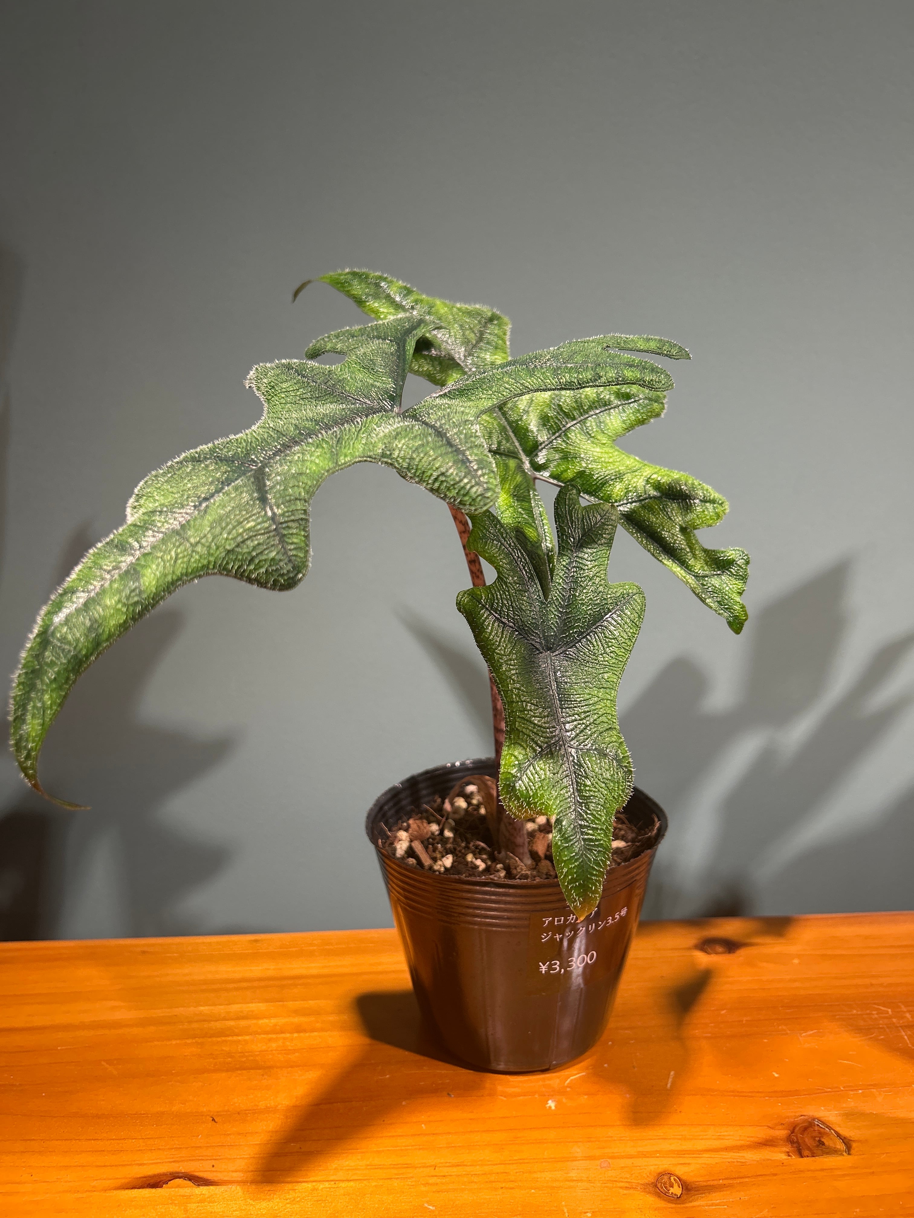 アロカシア ジャックリン3.5号 | 植物との暮らし apricot