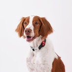 【PUPPYGALLERY公式】オールウェザー防水ハート首輪　L