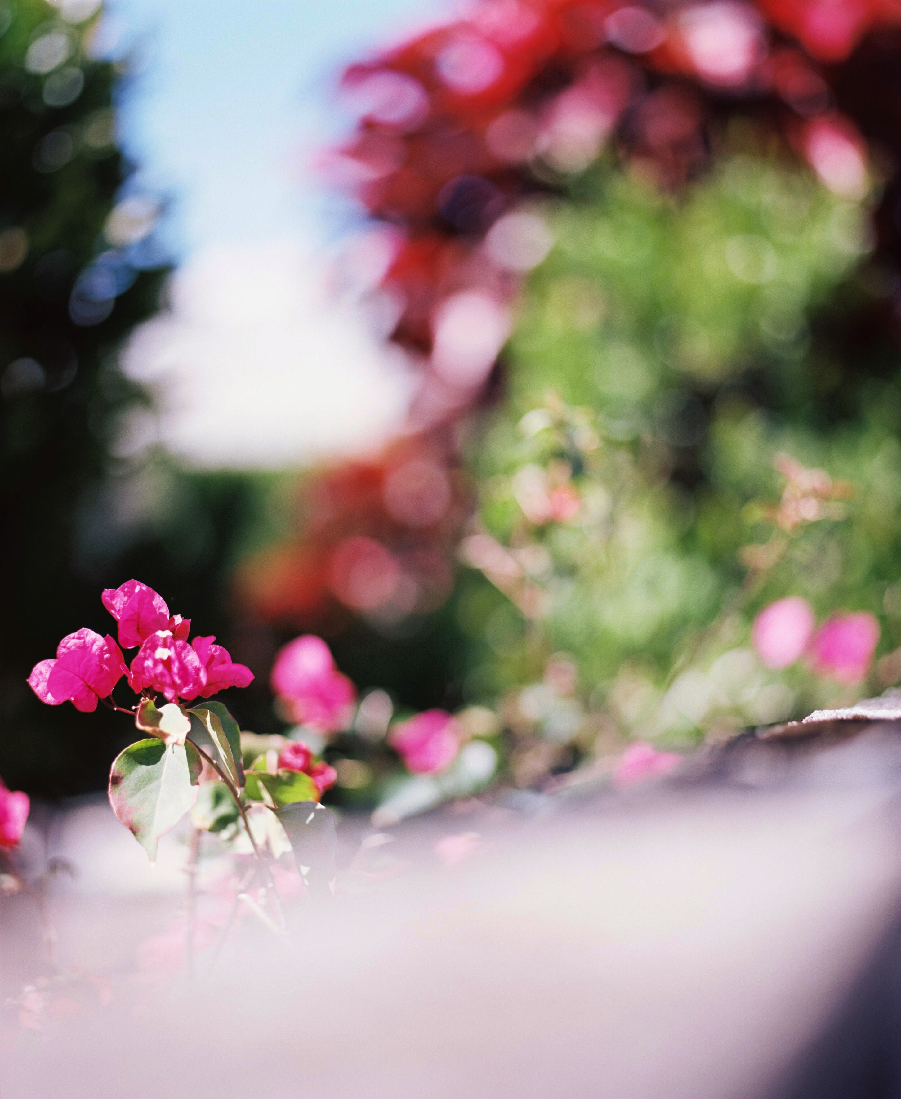 残間奈津子(写真)沖縄・ハマヒカ島01 大全紙サイズ ⑥ (WEB展限定)