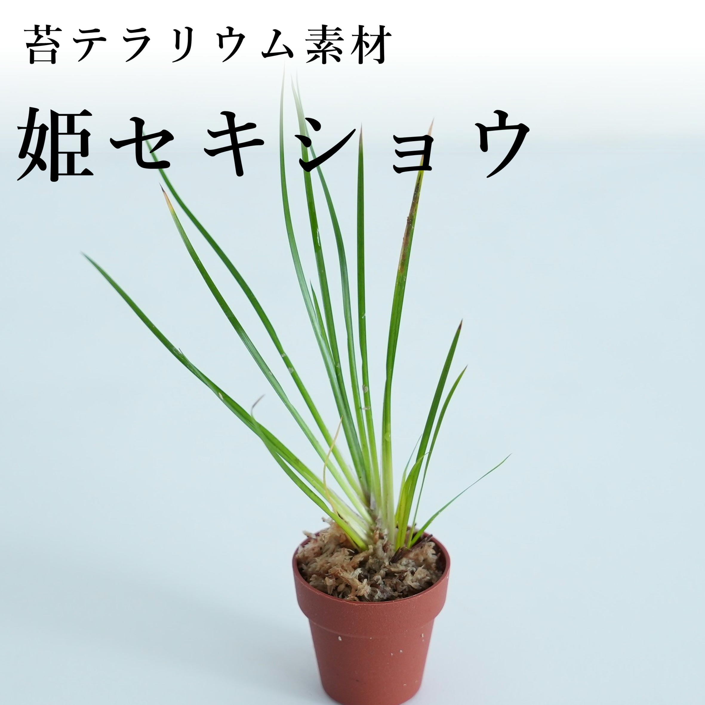 ポリポジウム ペルシシフォリア | PAY ID
