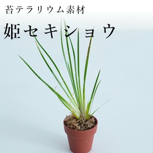 ヒメセキショウ　苔テラリウム作製用素材◆水辺の植え付けに