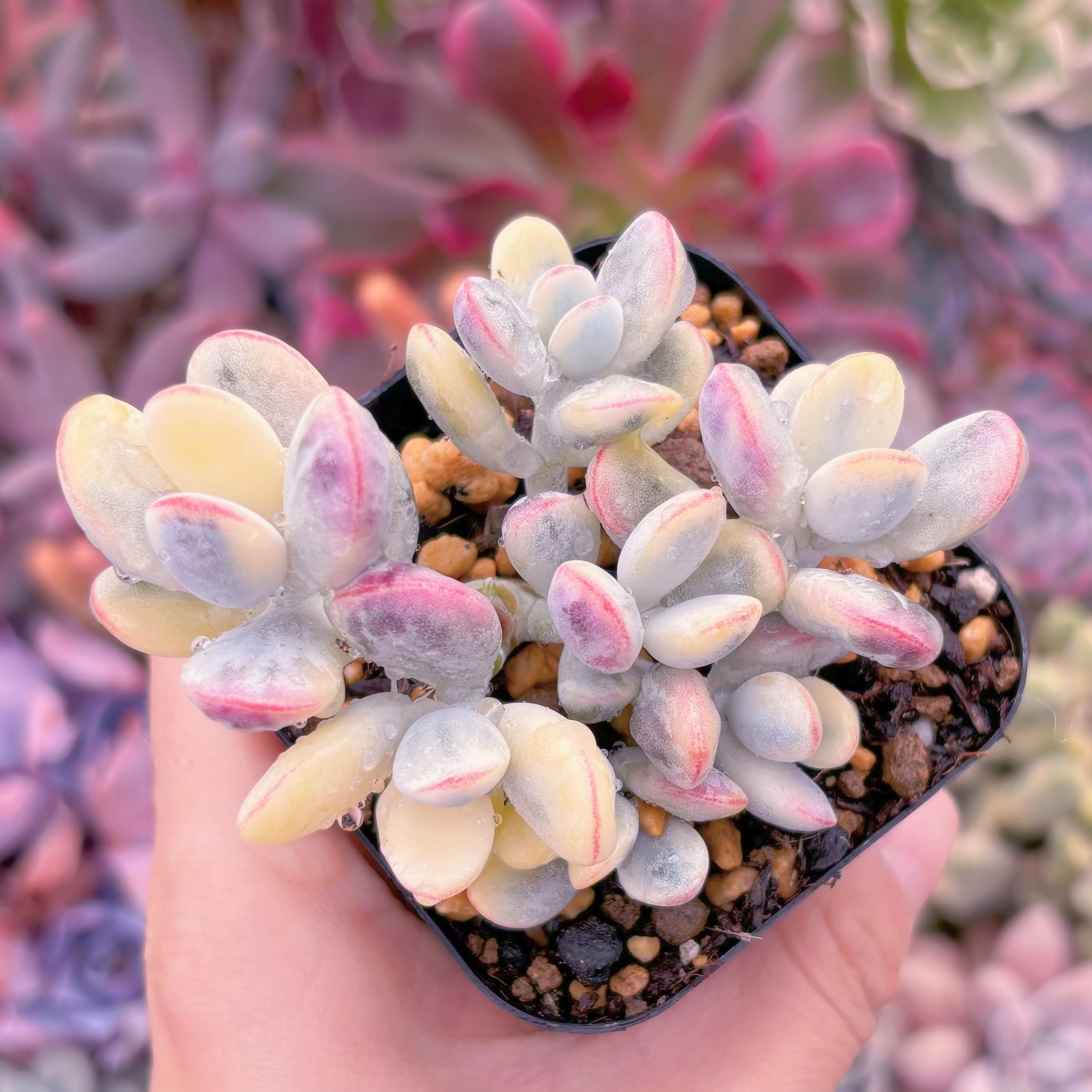 現品　達磨福娘錦#2200　るる農園