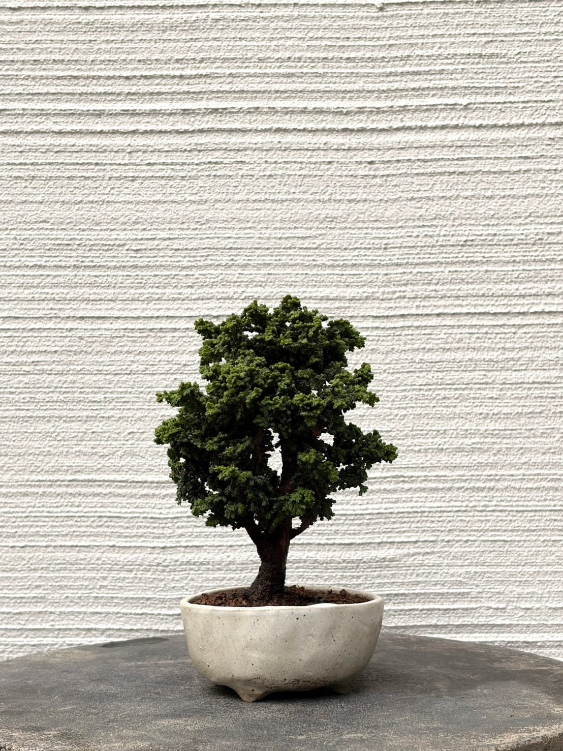 MOKU BONSAI