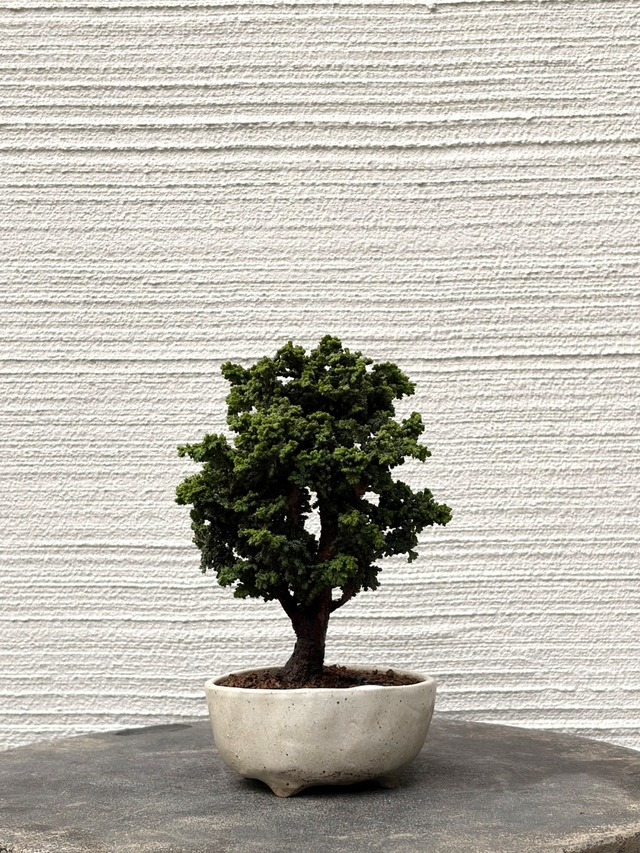 盆栽】黒松 | MOKU BONSAI
