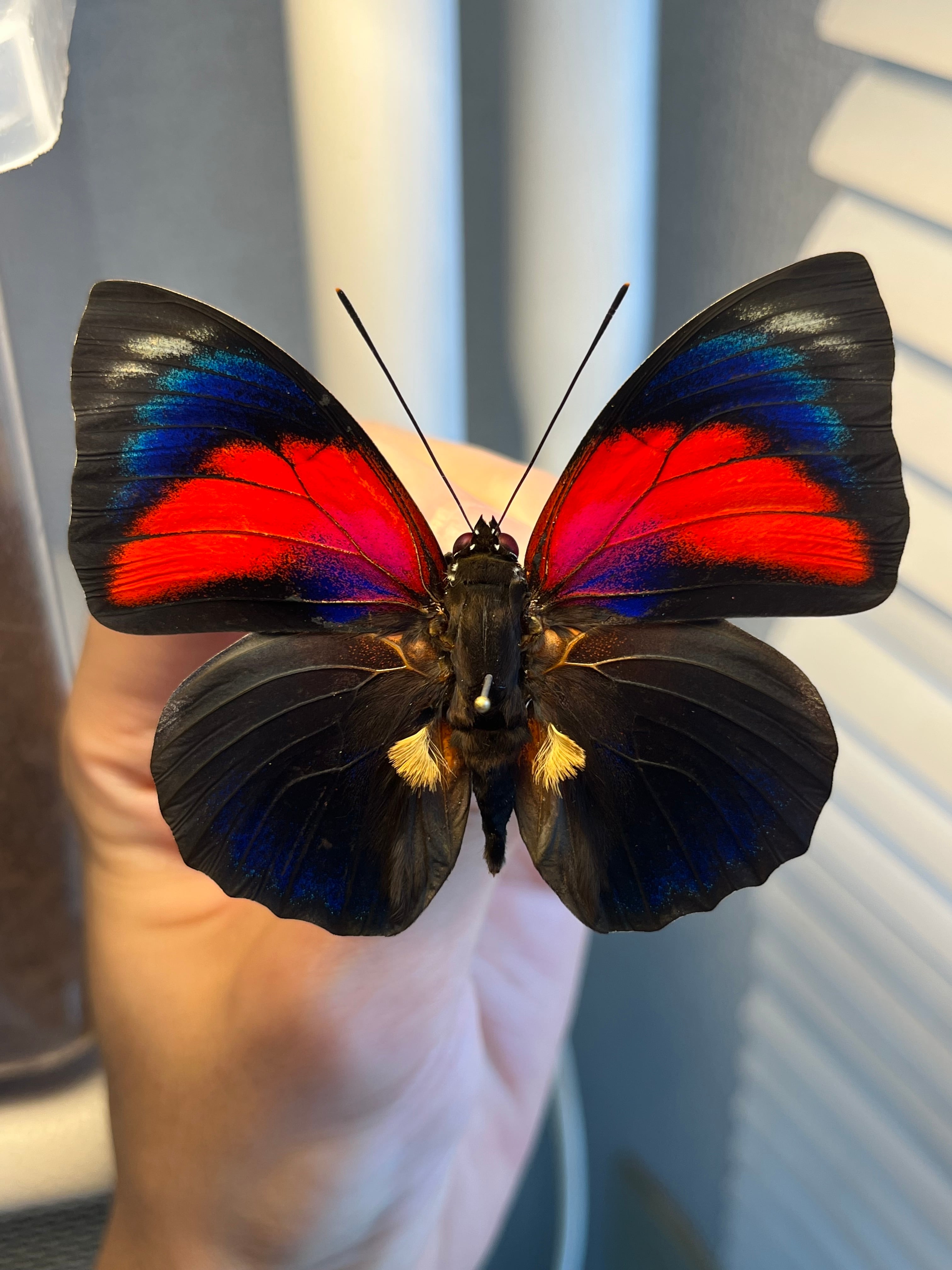 LAST個体】ピカソモスタナバタユタカヤガ蛾ルナモスミズアオモルフォ