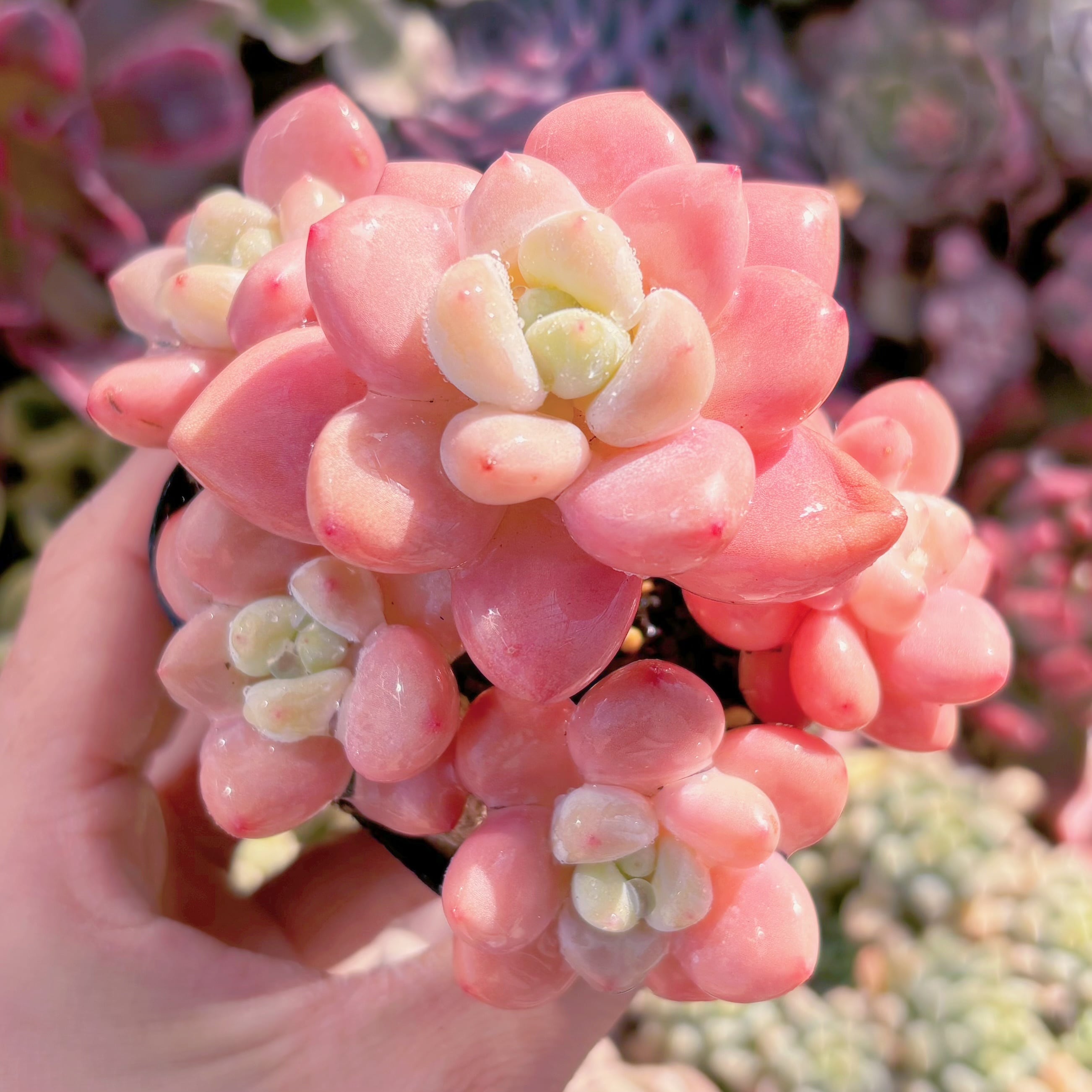 現品　マカロン#670　群生　新入荷　るる農園