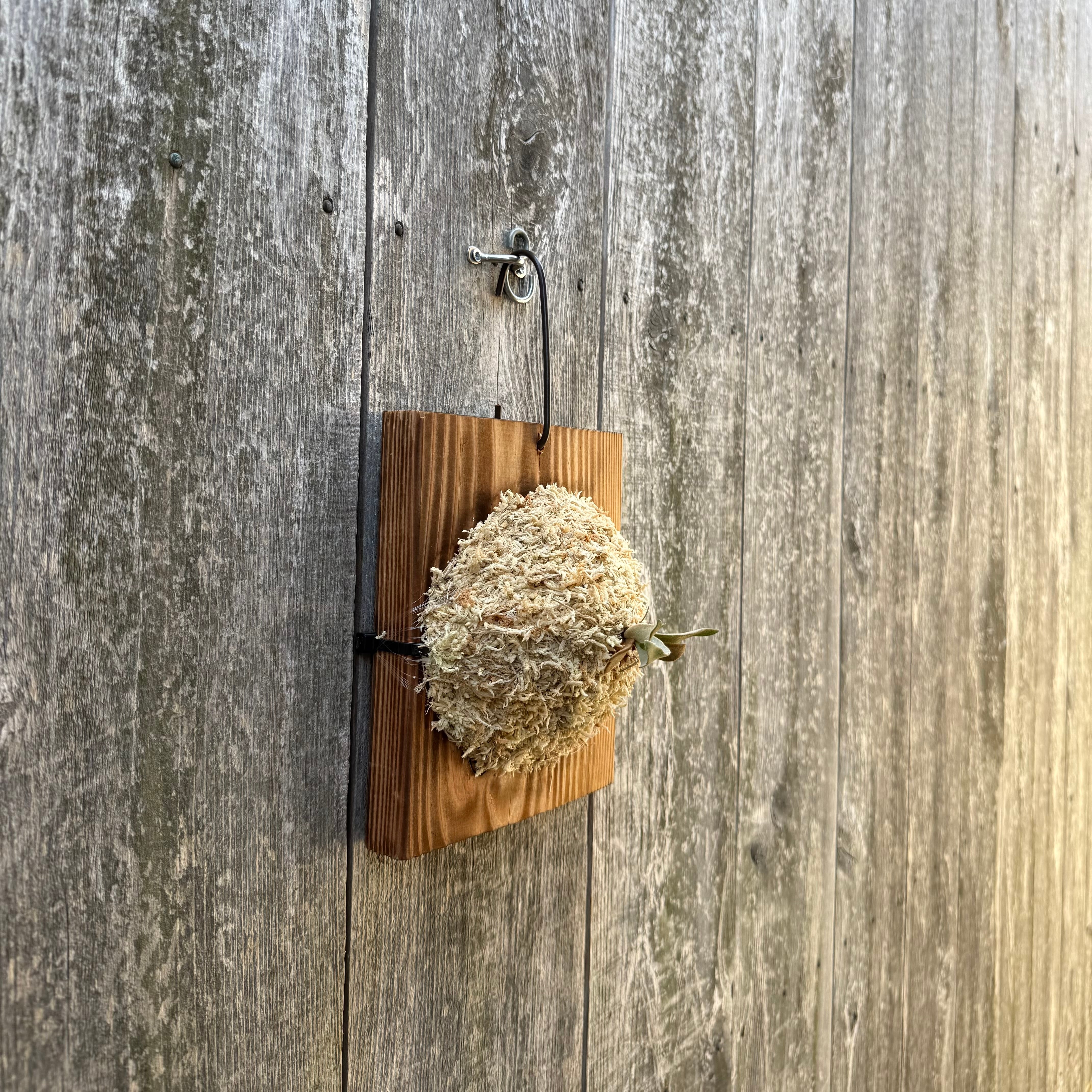 P. willinckii 'Monster moon', P. Fubuki 12th oasis sporeling