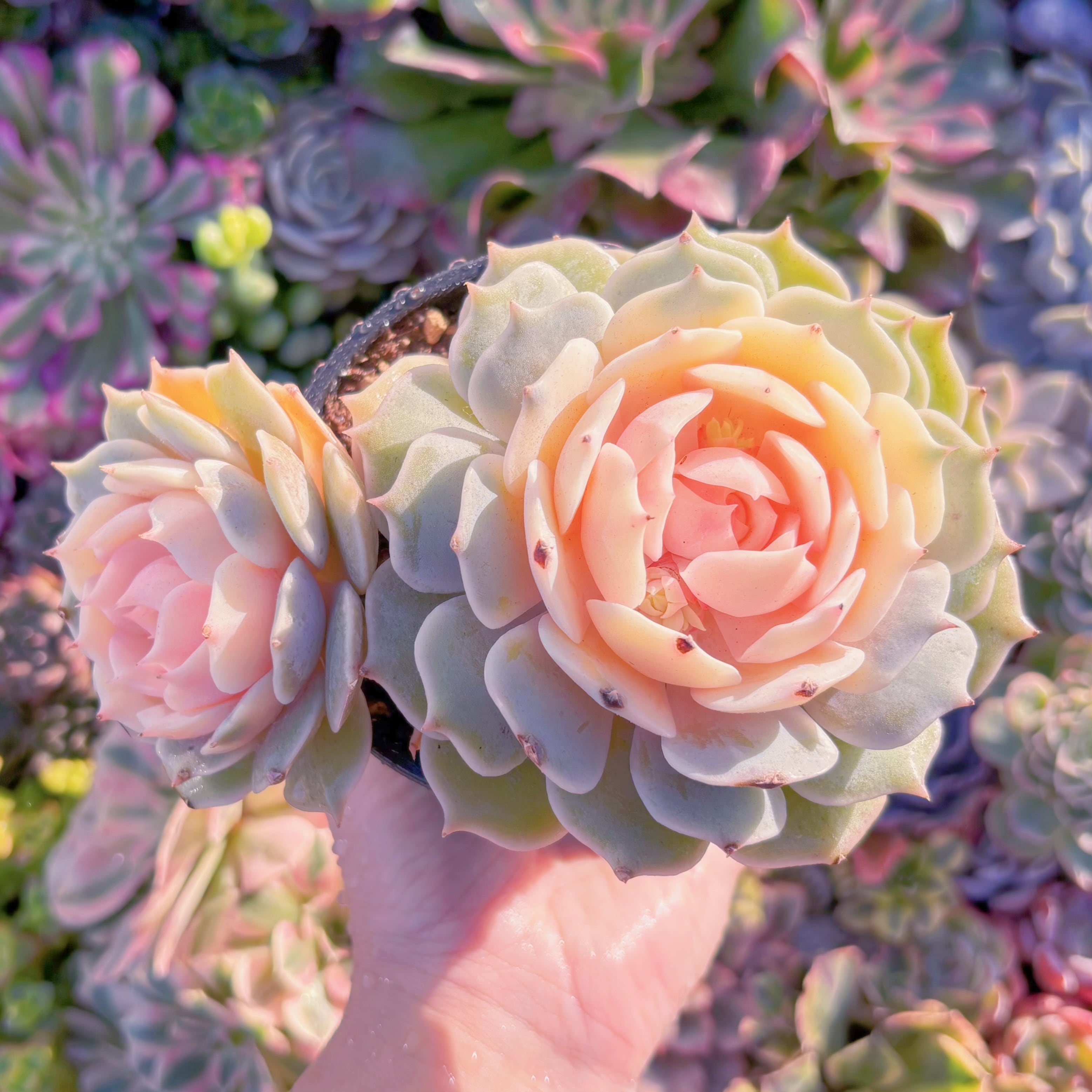 現品　ローラ錦#A006　群生　るる農園