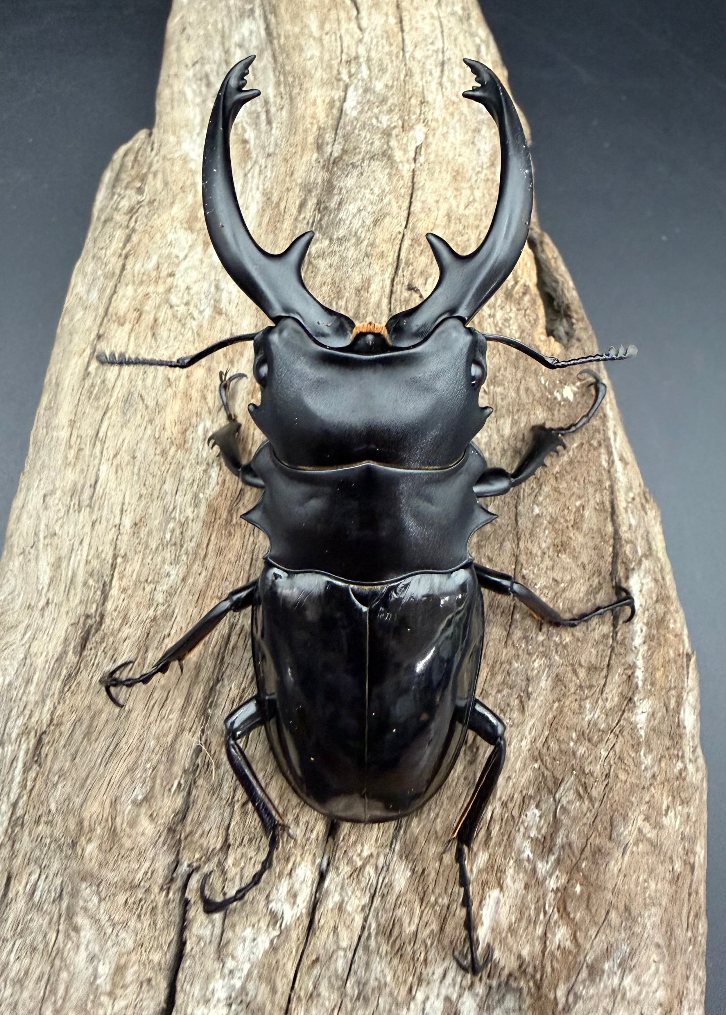 WD】《インターメディアツヤクワガタ ガントン産 86mm ペア》 | KPW