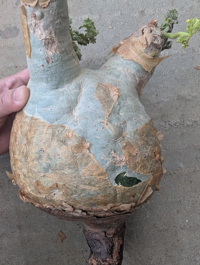 キフォステンマ マクロプス 3 Cyphostemma uter macropus 【発根済