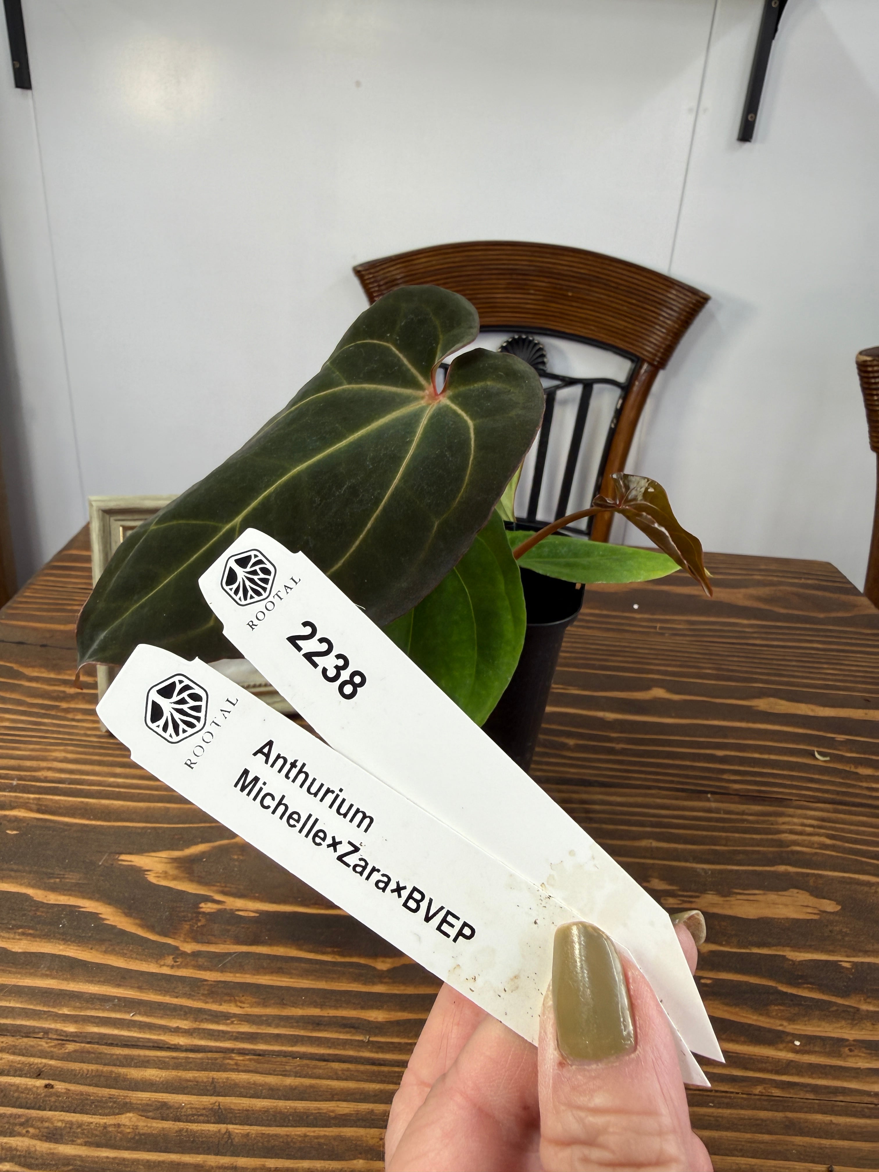 アンスリウム | ROOTALPLANTS