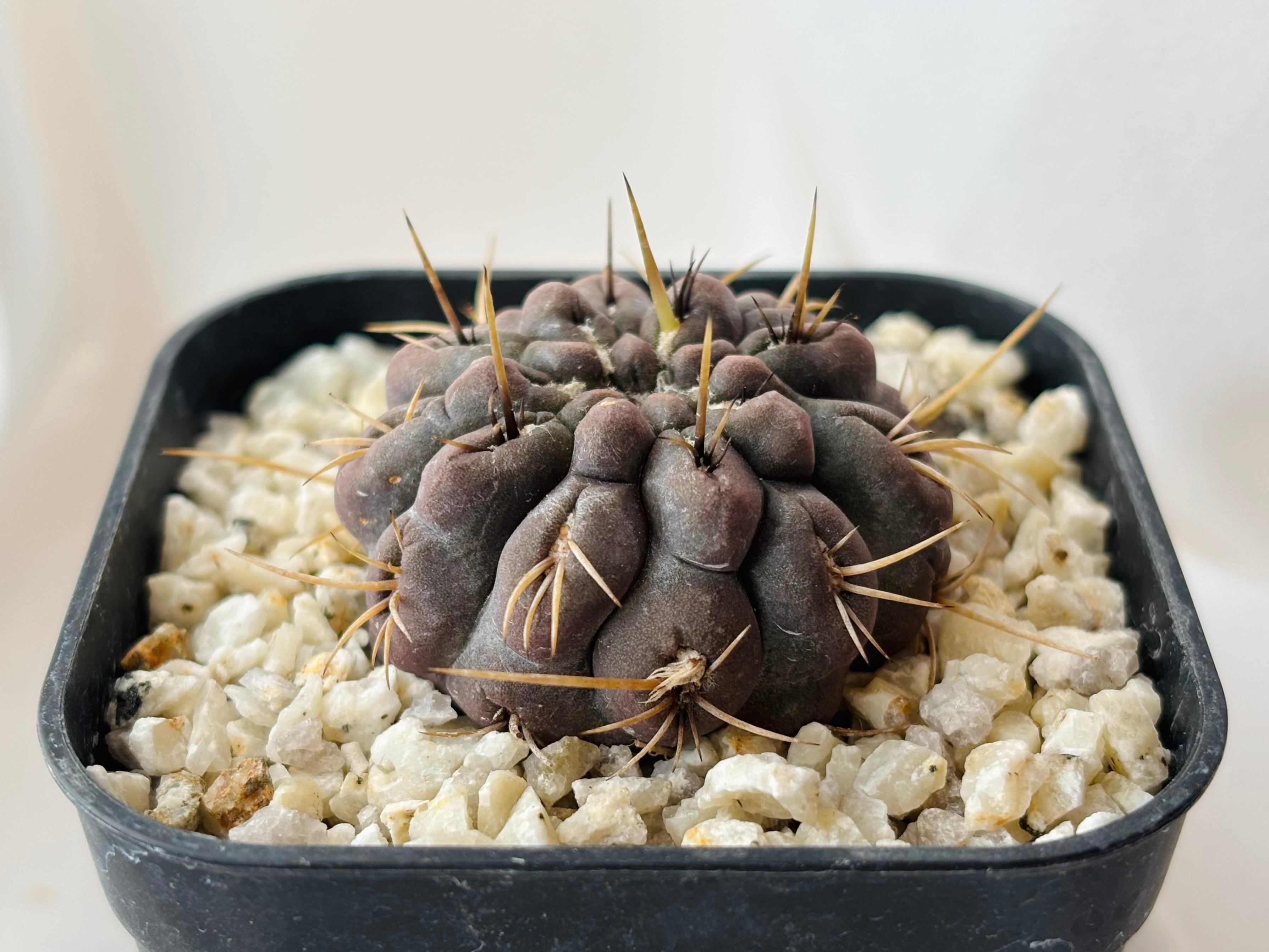 Eriosyce エリオシケ | plants MARU ーサボテン・多肉植物のお店ー