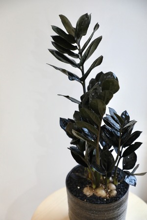 【M】ザミオクルカス レイヴン/Zamioculcas zamifolia Raven