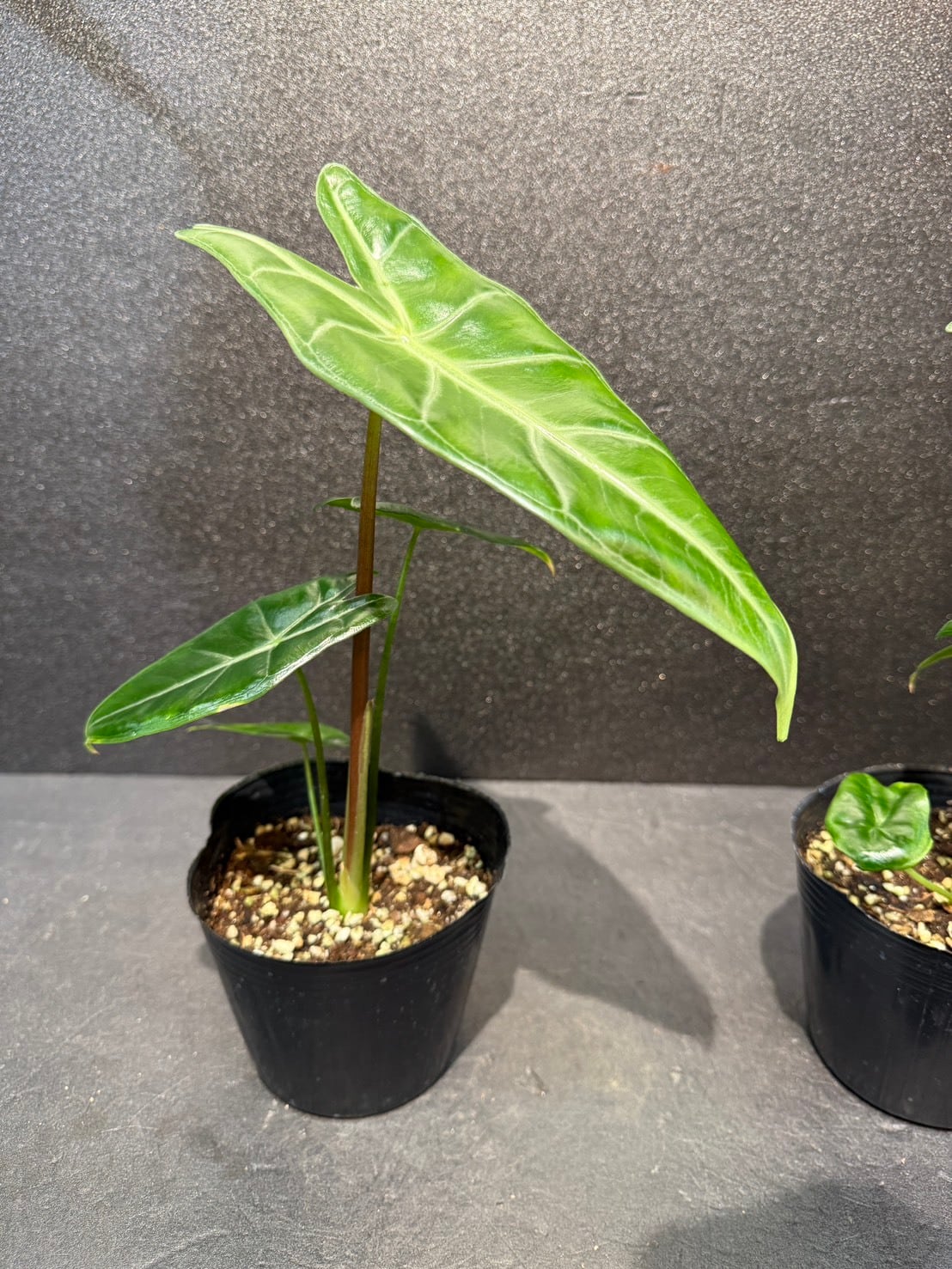アロカシア・ロンギロバ 4号 | 観葉植物と雑貨のお店 VIVAGREEN