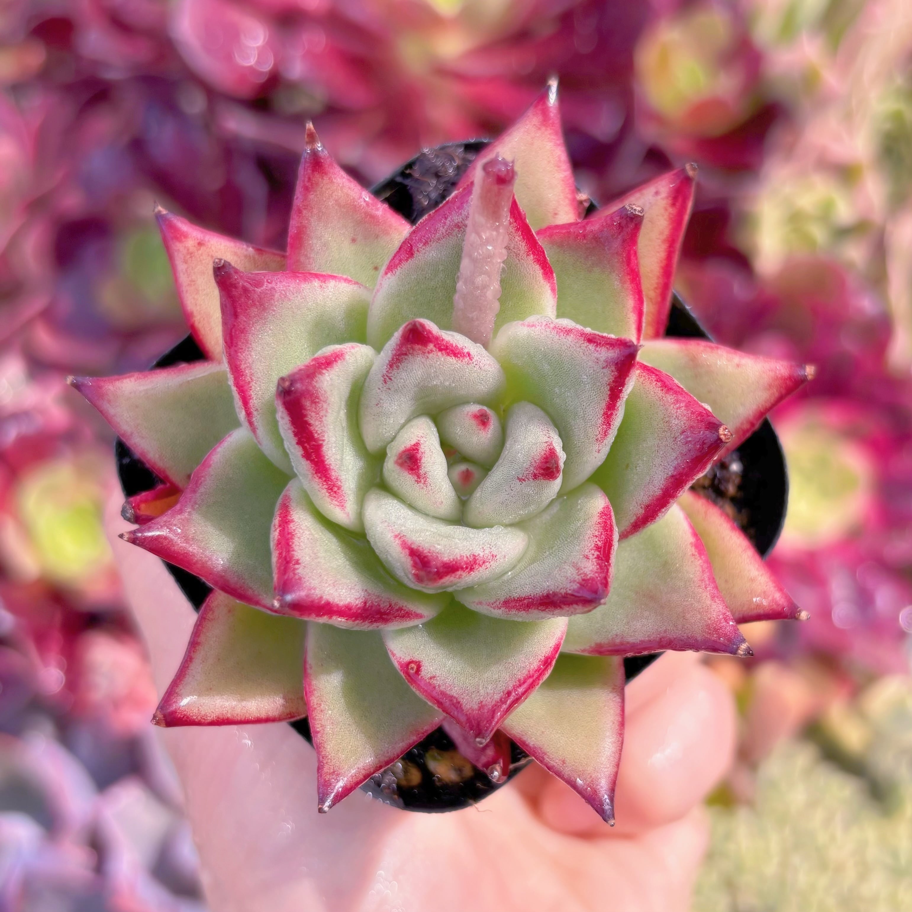 現品　熟柿#F036　るる農園