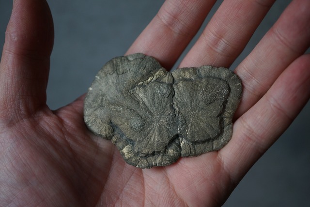 パイライトサン Pyrite Sun 1678