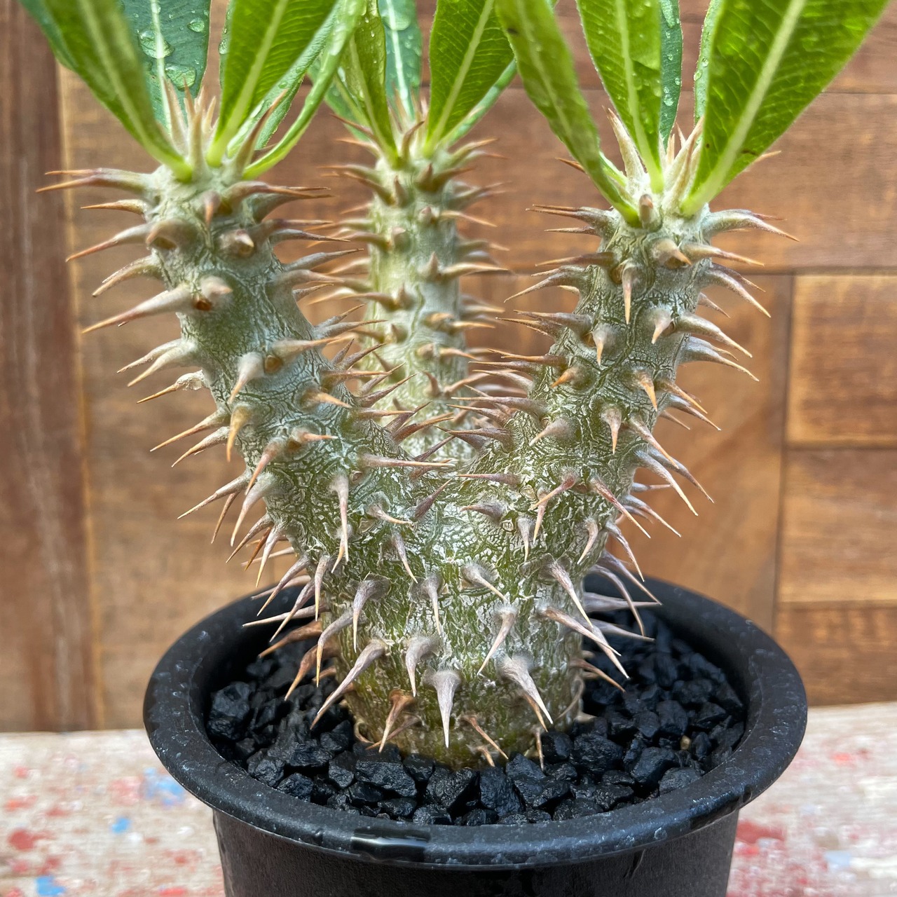 Pachypodium Densicaule【パキポディウム・恵比寿大黒・実生】